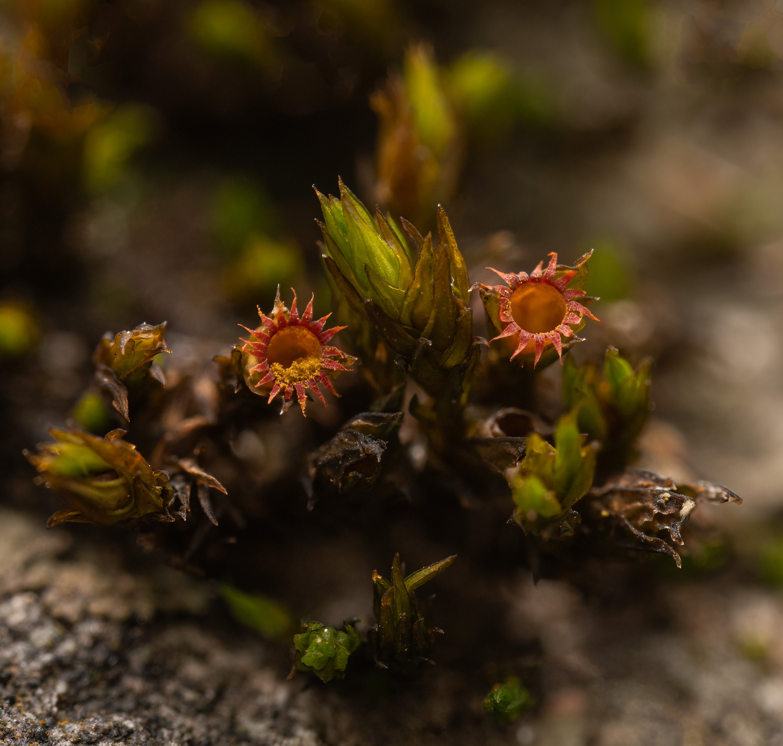 MICHIGAN MOSSES
