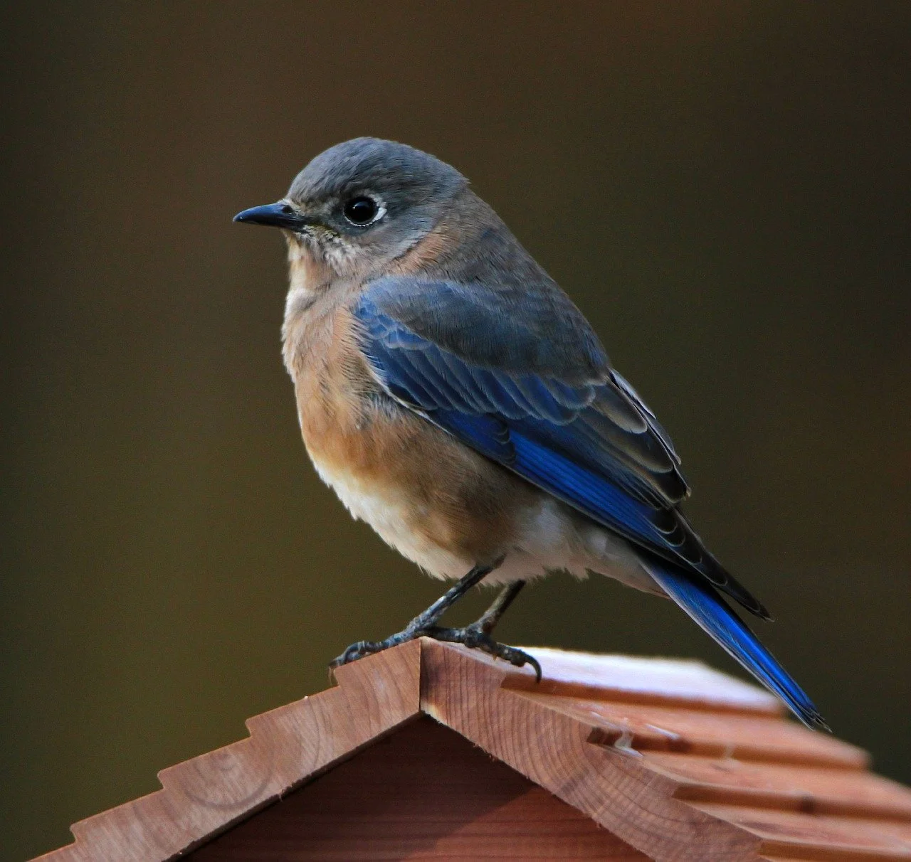 FALL BIRDING AT WATERLOO