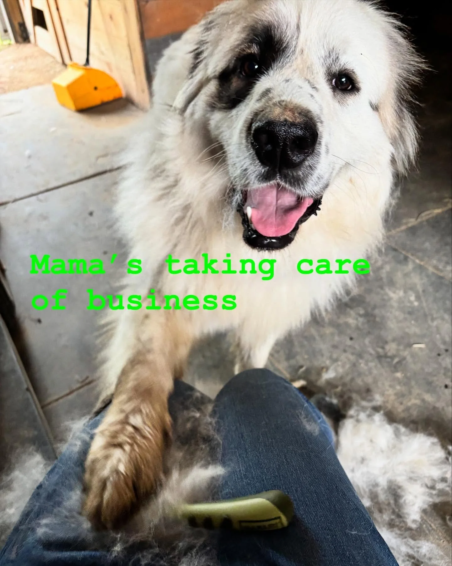 Day 2 of working on Sarge&rsquo;s winter coat
#anatoliangreatpyreenes #livestockguardiandog #bestdogsever🐾 #farmlifebestlife