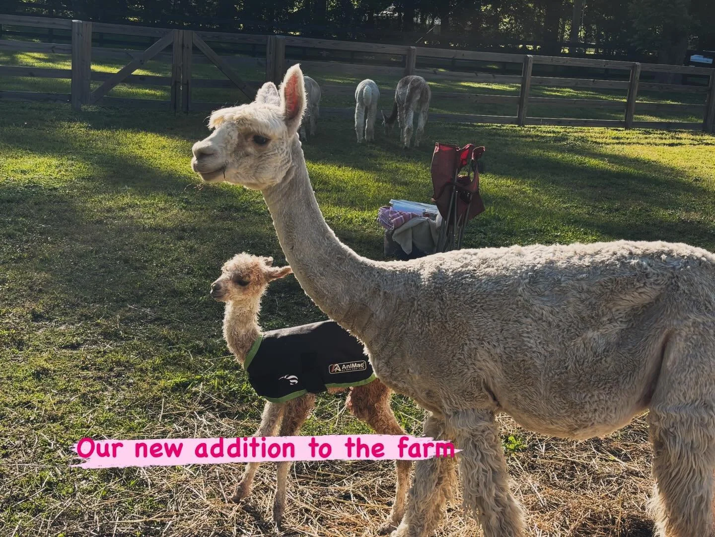 Welcome to the farm &ldquo;RIZZY&rdquo;