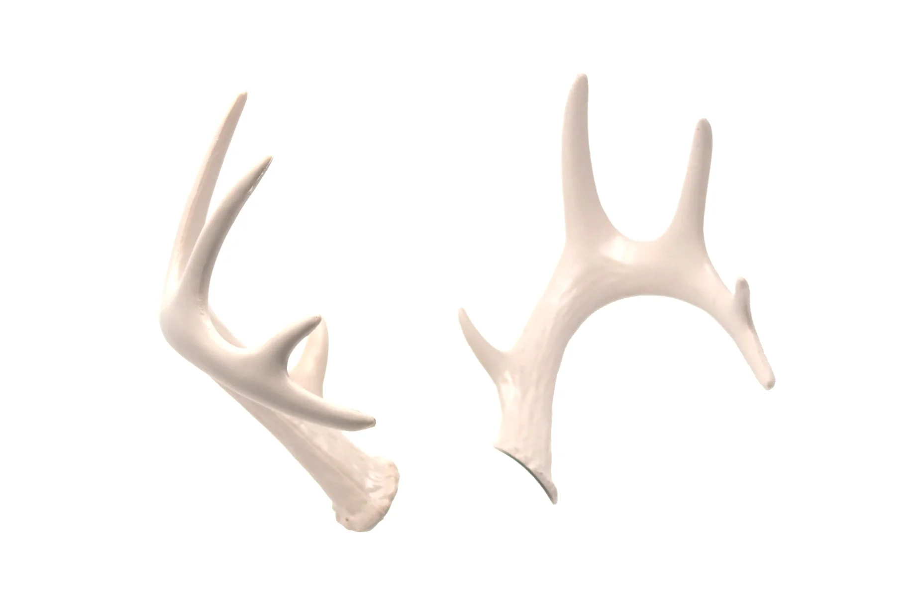 Large-Bone-Side-1.jpg