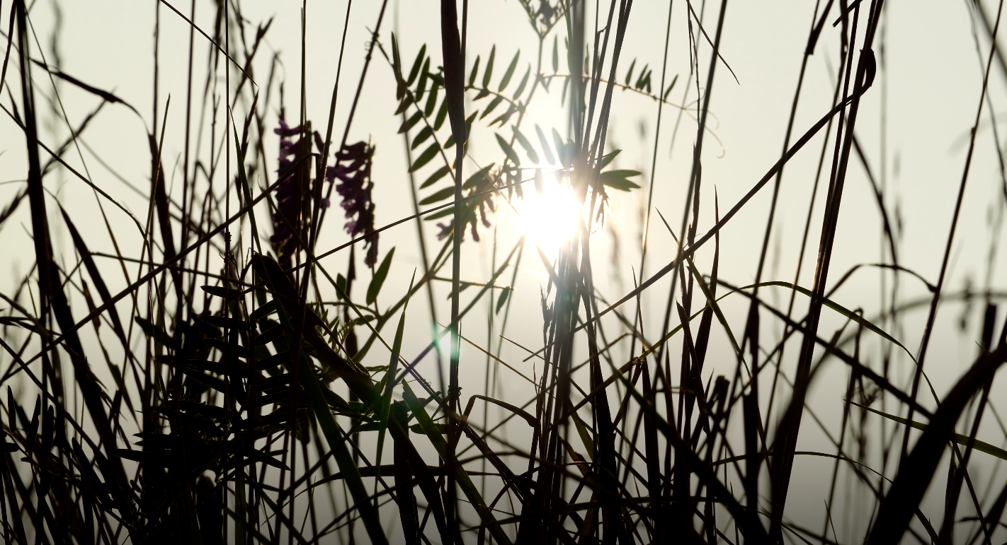 Photo- Jordan Demetrius Lloyd - The Last Moon in Mellowland - D.png