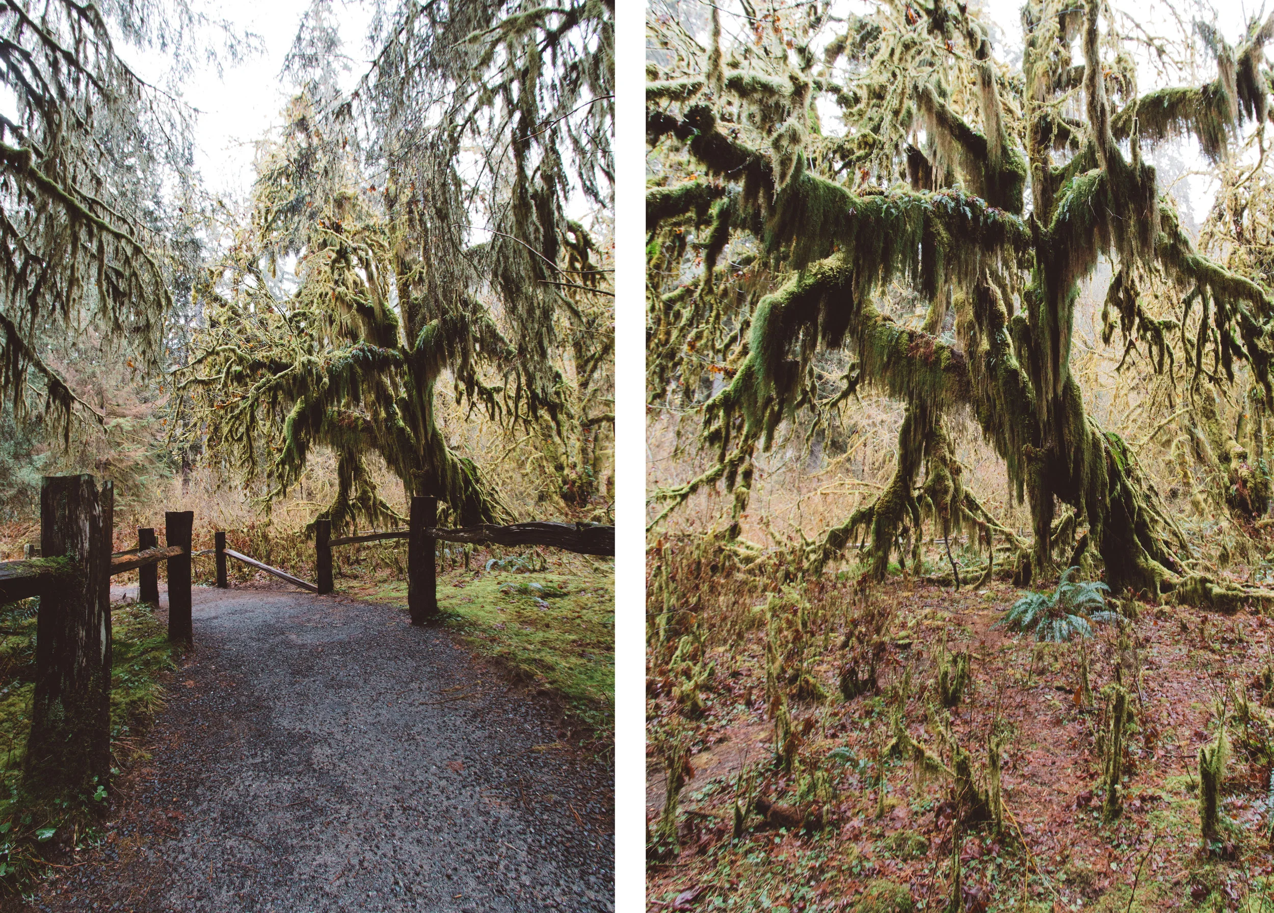Exploring The Diversity Of Washington's Olympic Peninsula