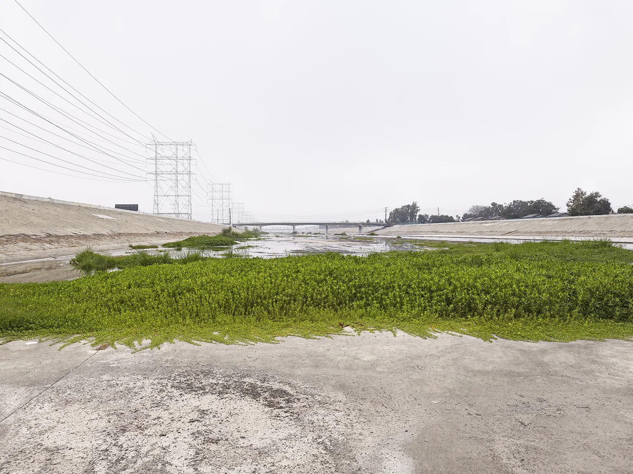 Moss on L.A. River, California.jpg