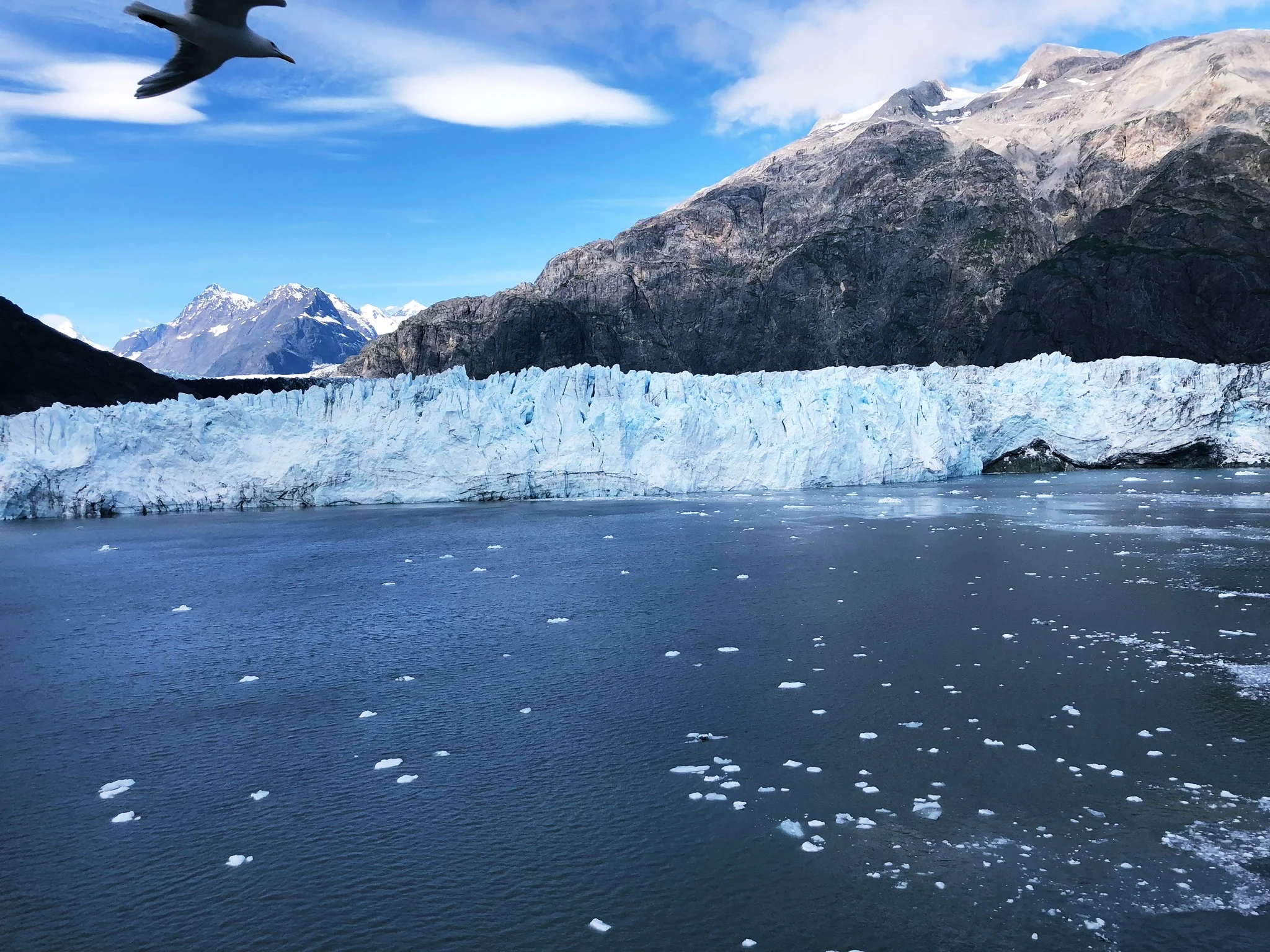 Margerie Glacier & bonus bird friend