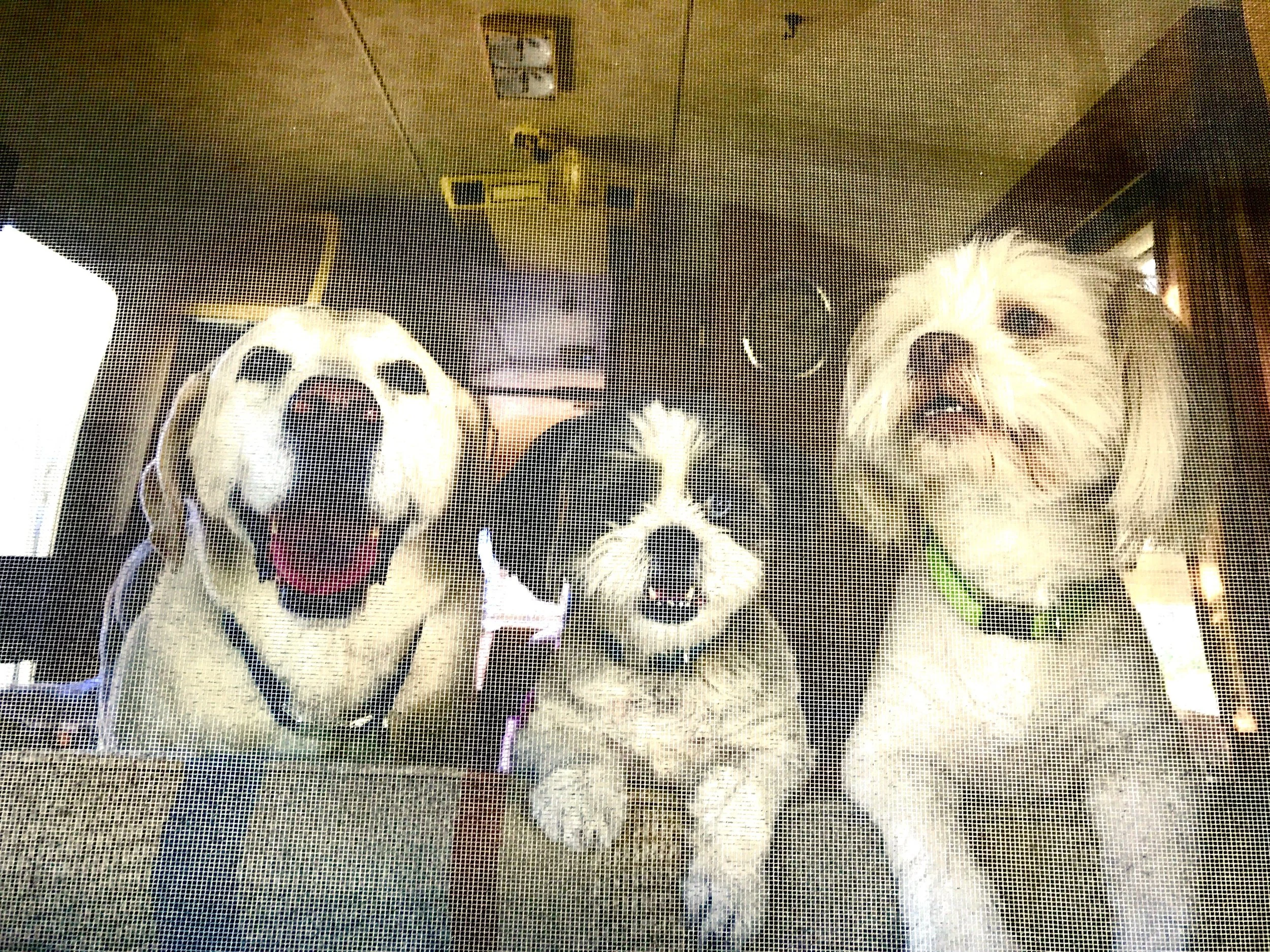 Rebel, Smore and Riley in the first Airstream we renovated (1971 Airstream Sovereign).