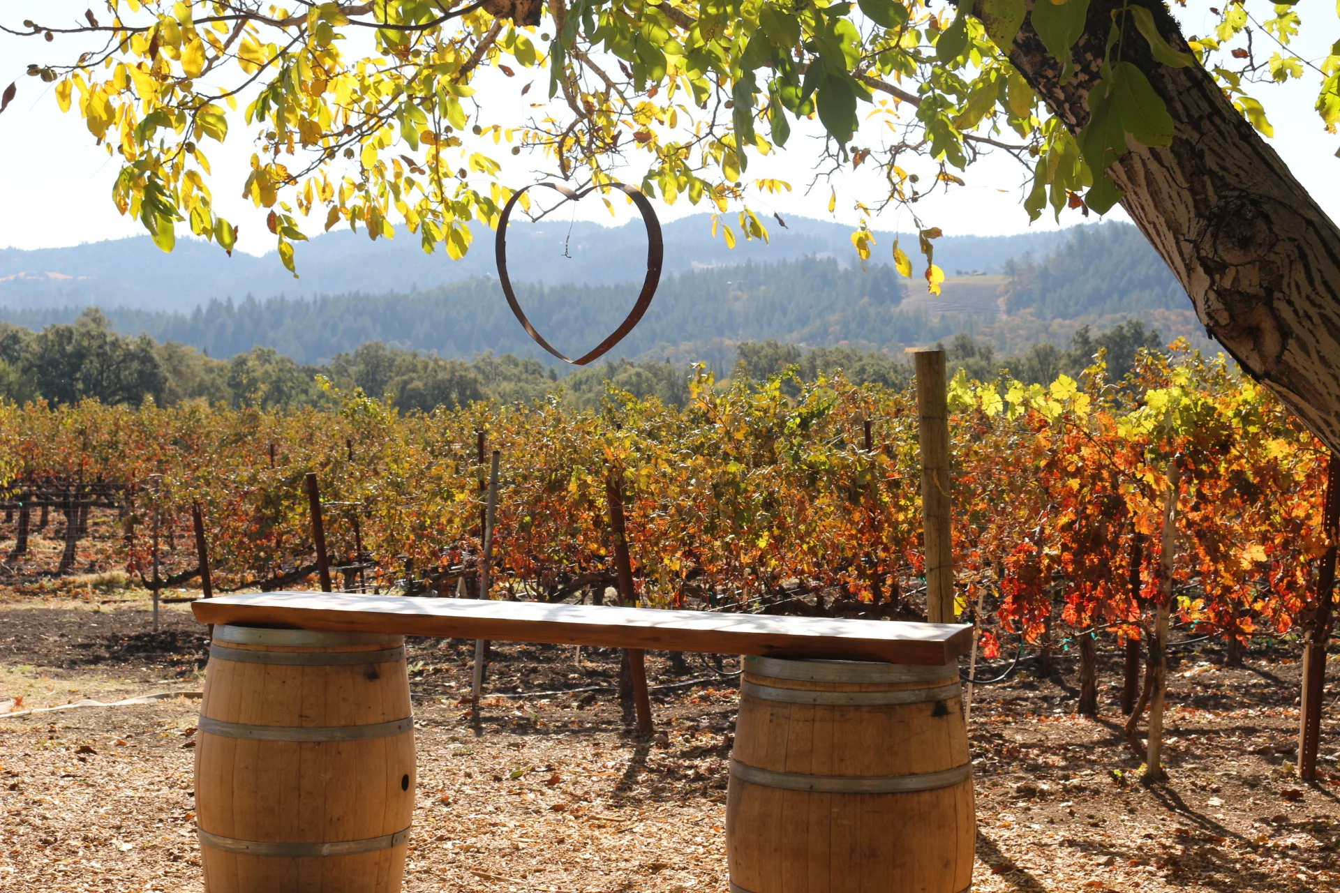 Wine Wednesday: Tedeschi - The Heart and Soul of Family