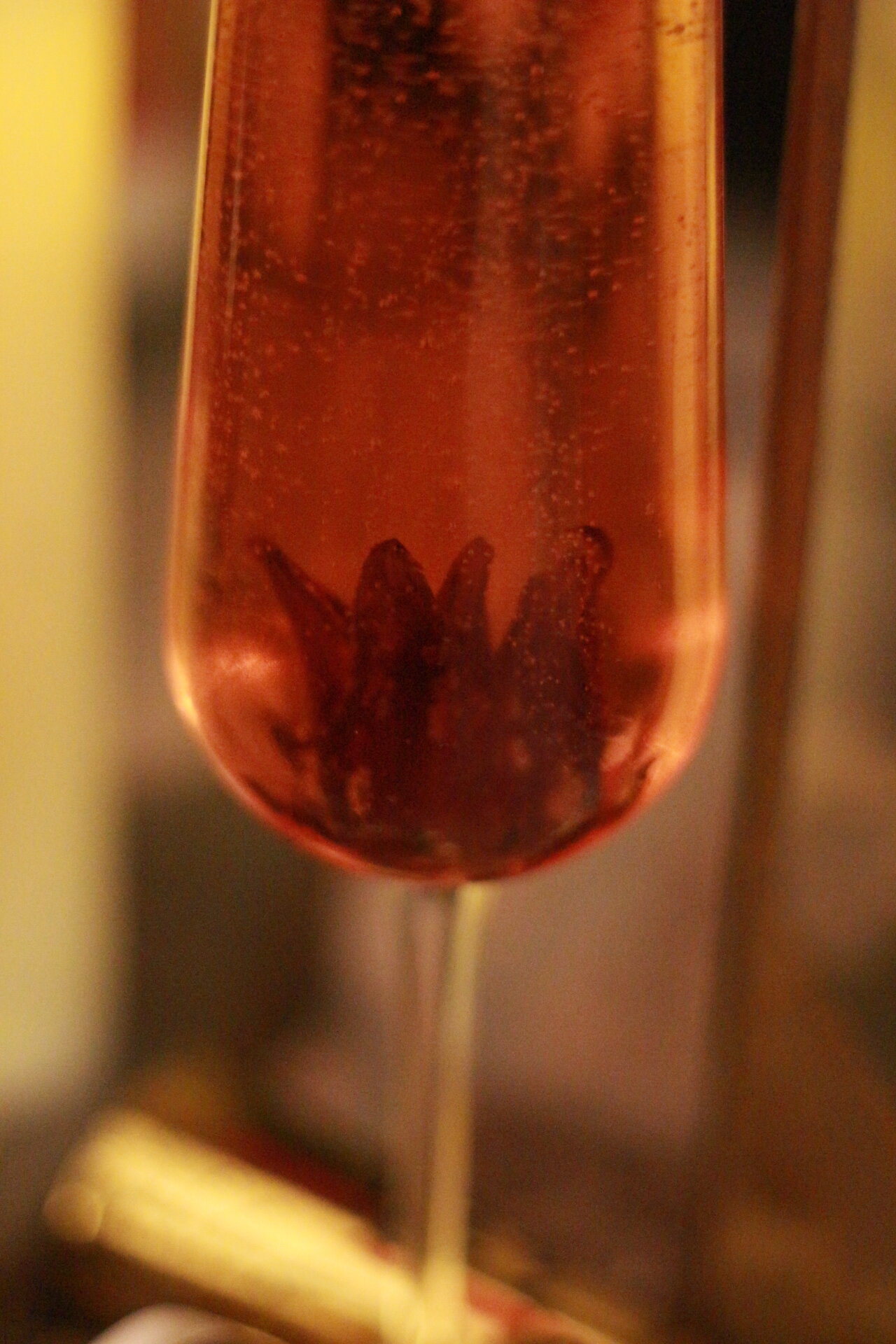Hibiscus Cider Cocktail