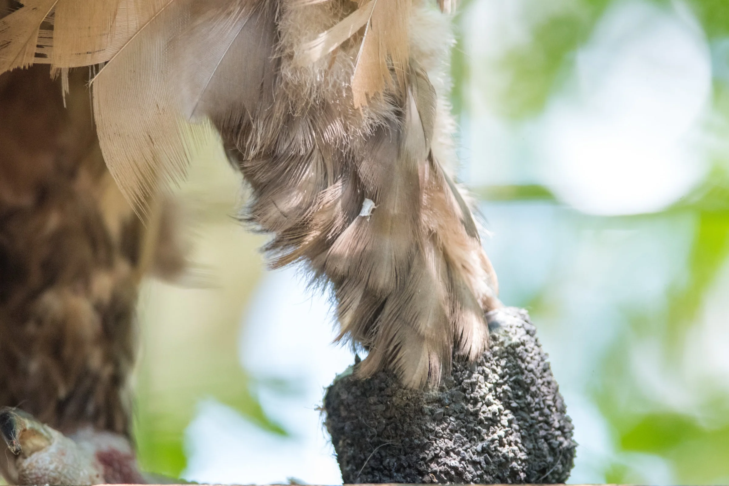 Close up of her prosthetic, feathers have grown down 4 months after the surgery