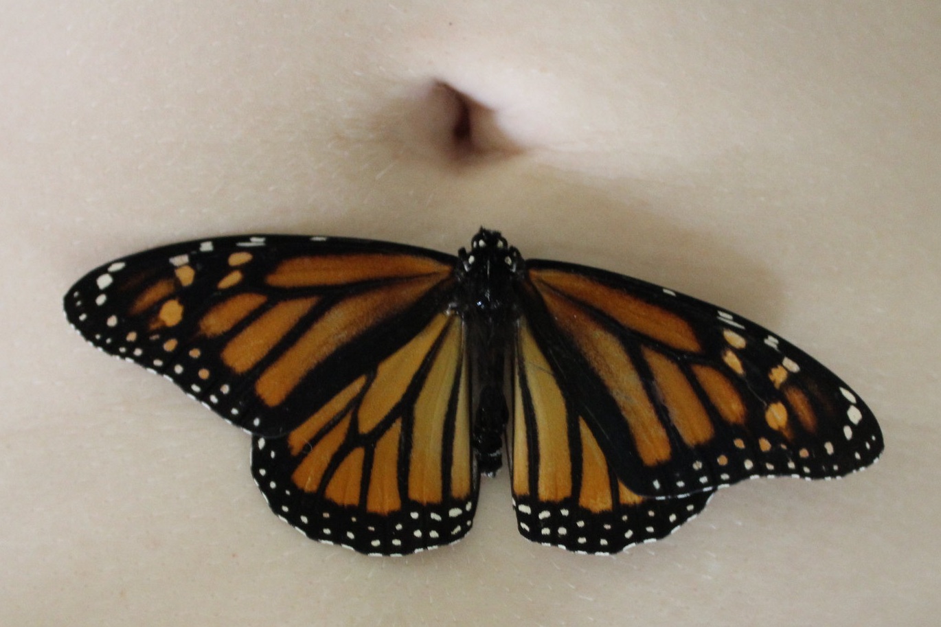 Monarch belly.jpg