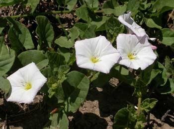 The dreaded bindweed. Courtesy Oregon State University Extension