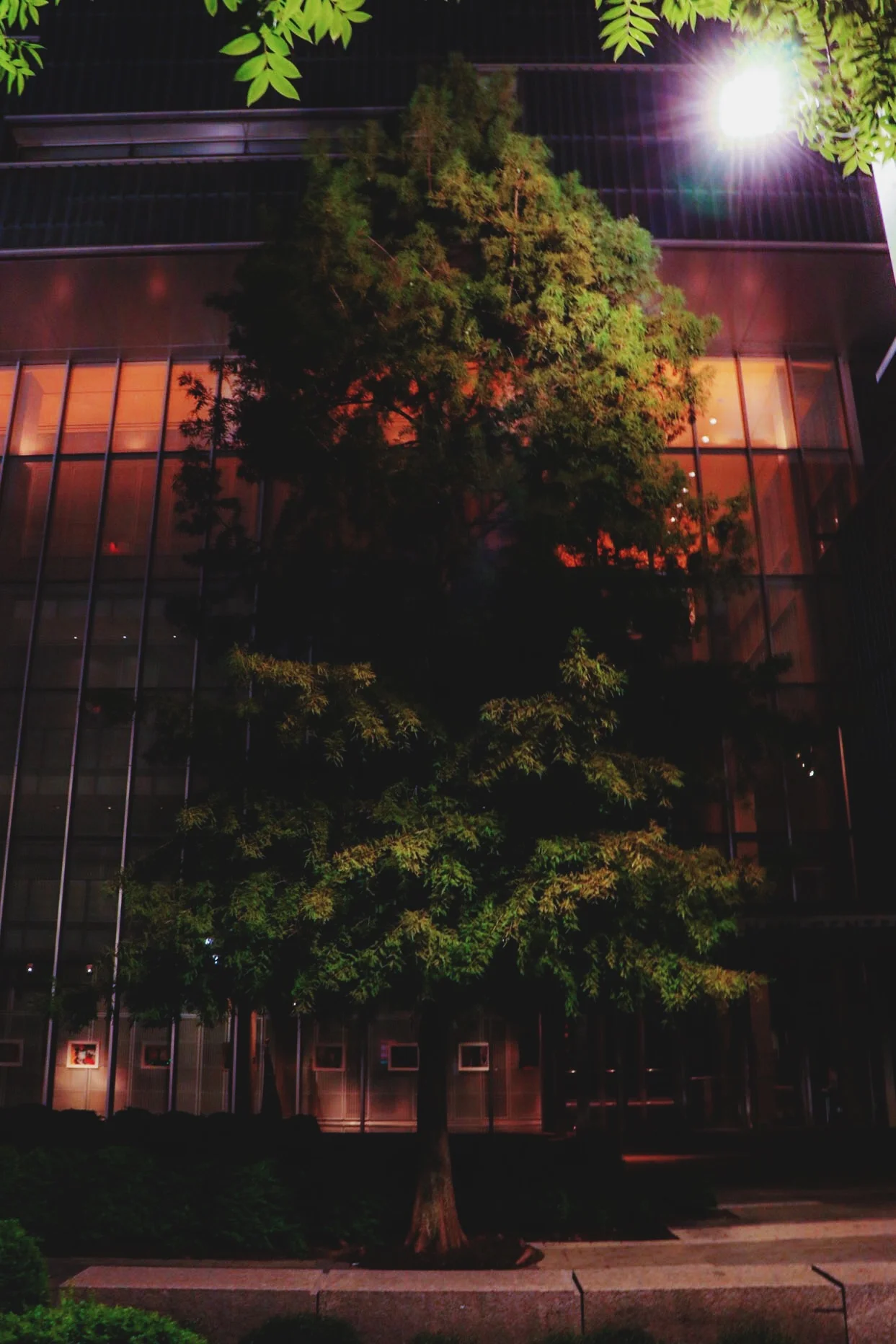 urban nature. (Copy)