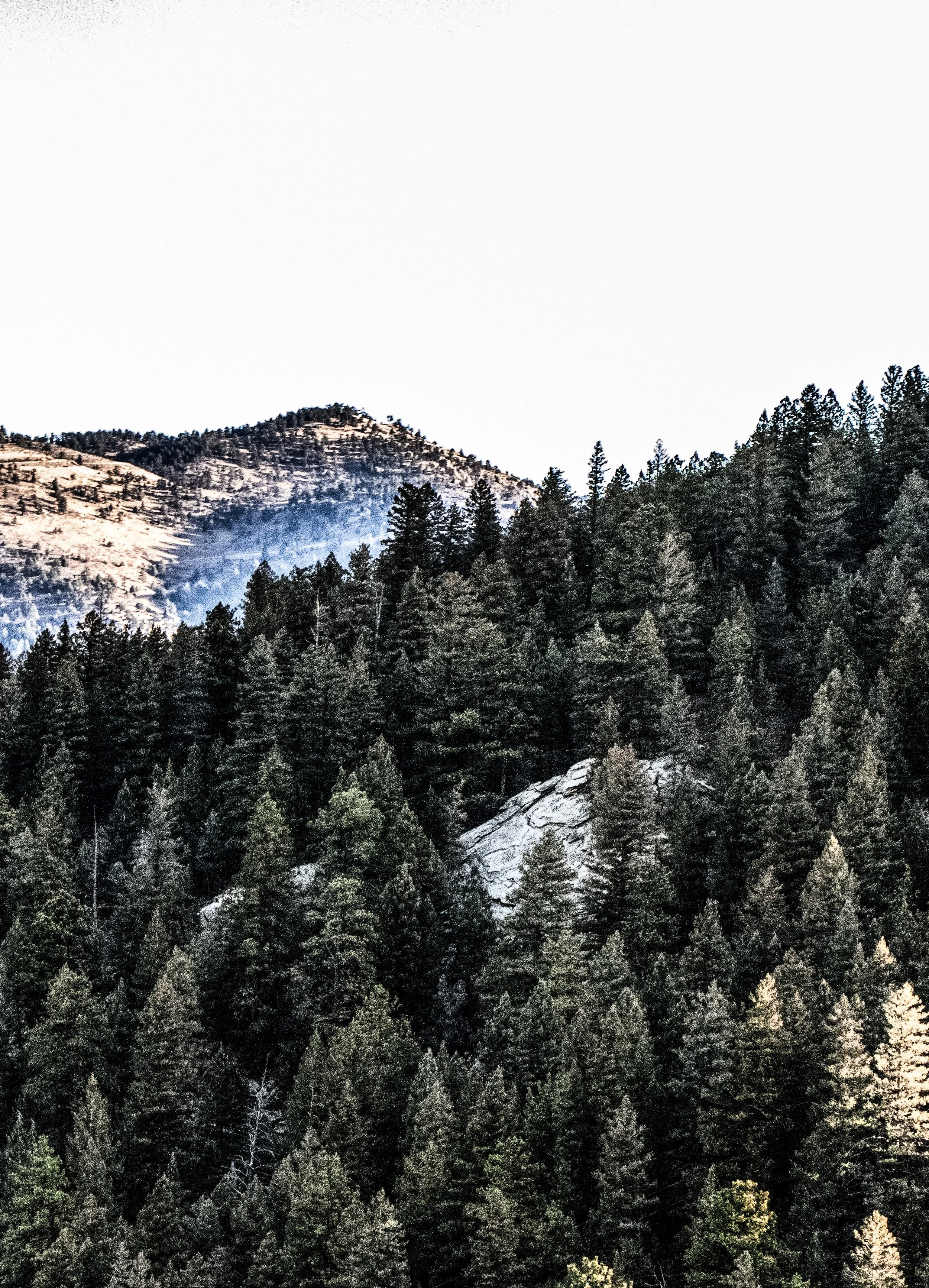 through the woods. (Copy)