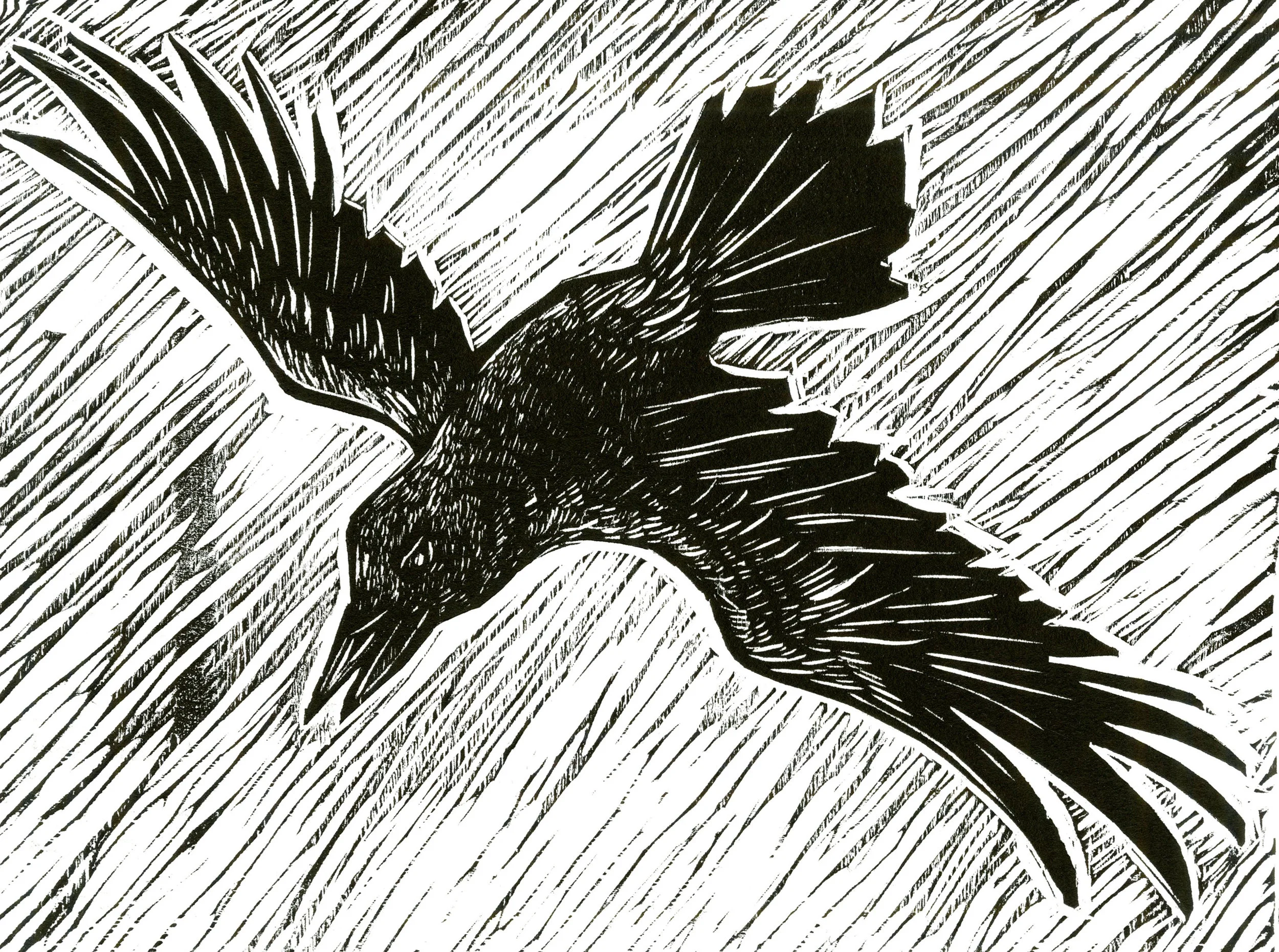 Crow Flying By