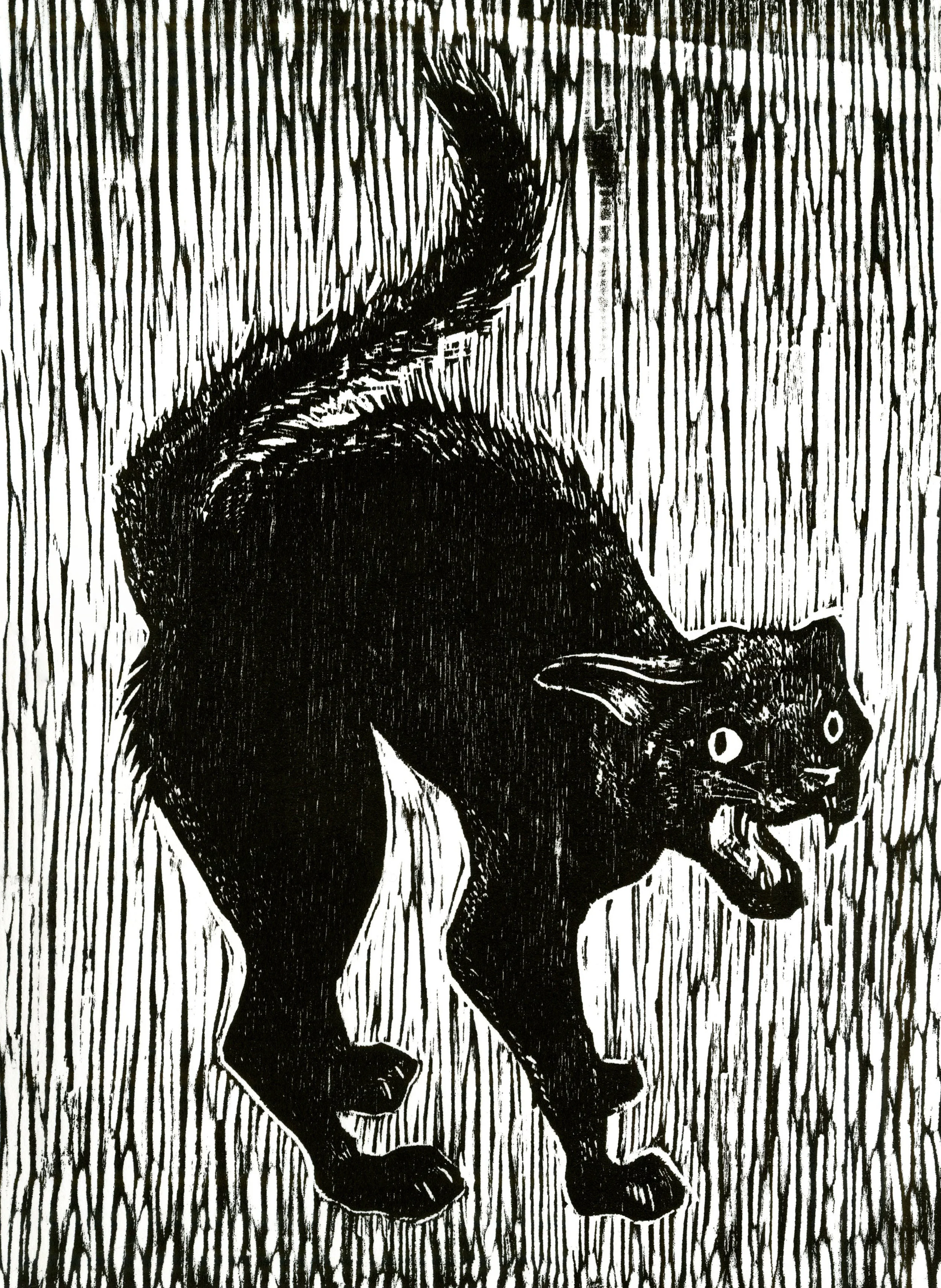 Scared Cat