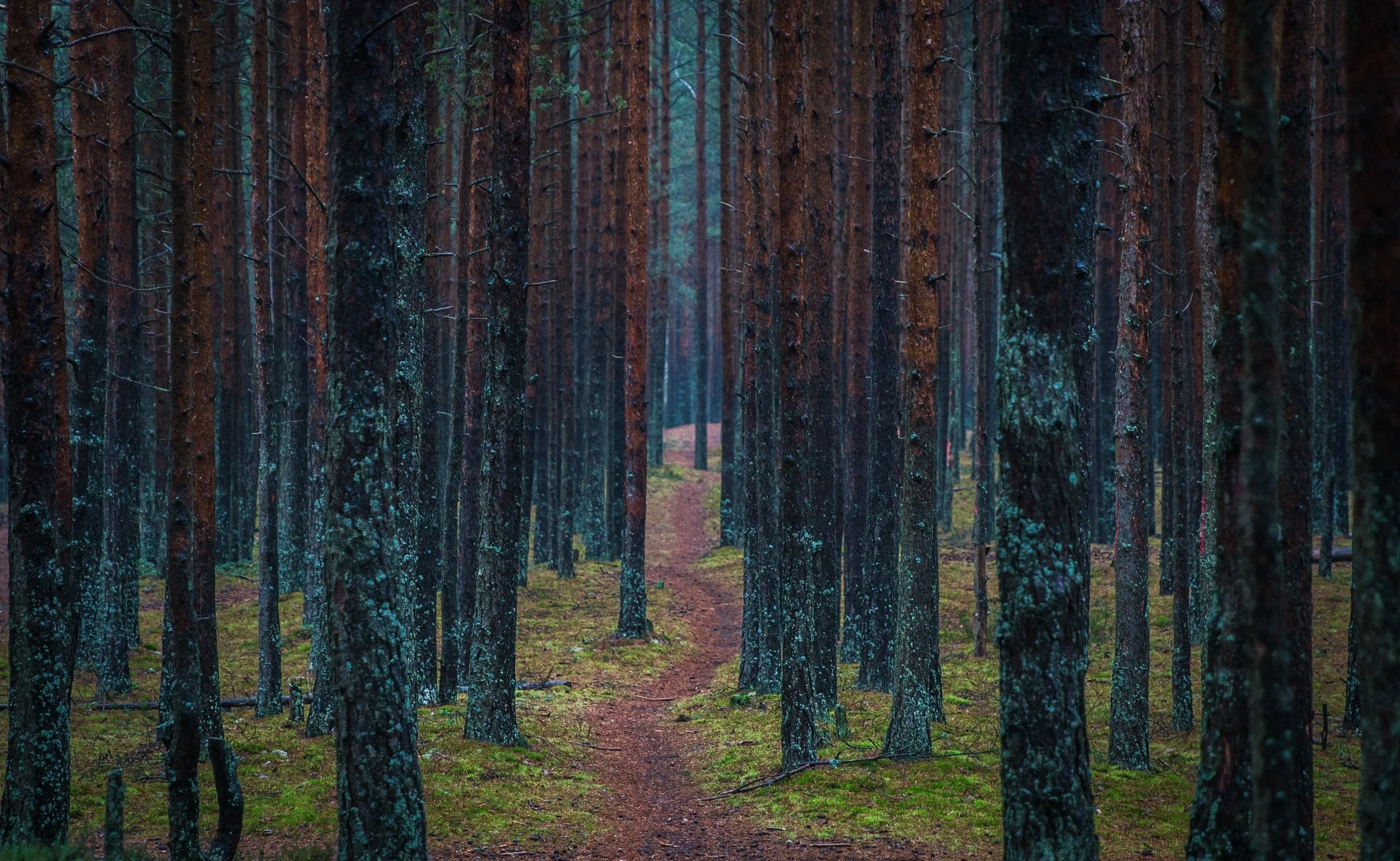 Lost in the Trees, Until I See the Forest