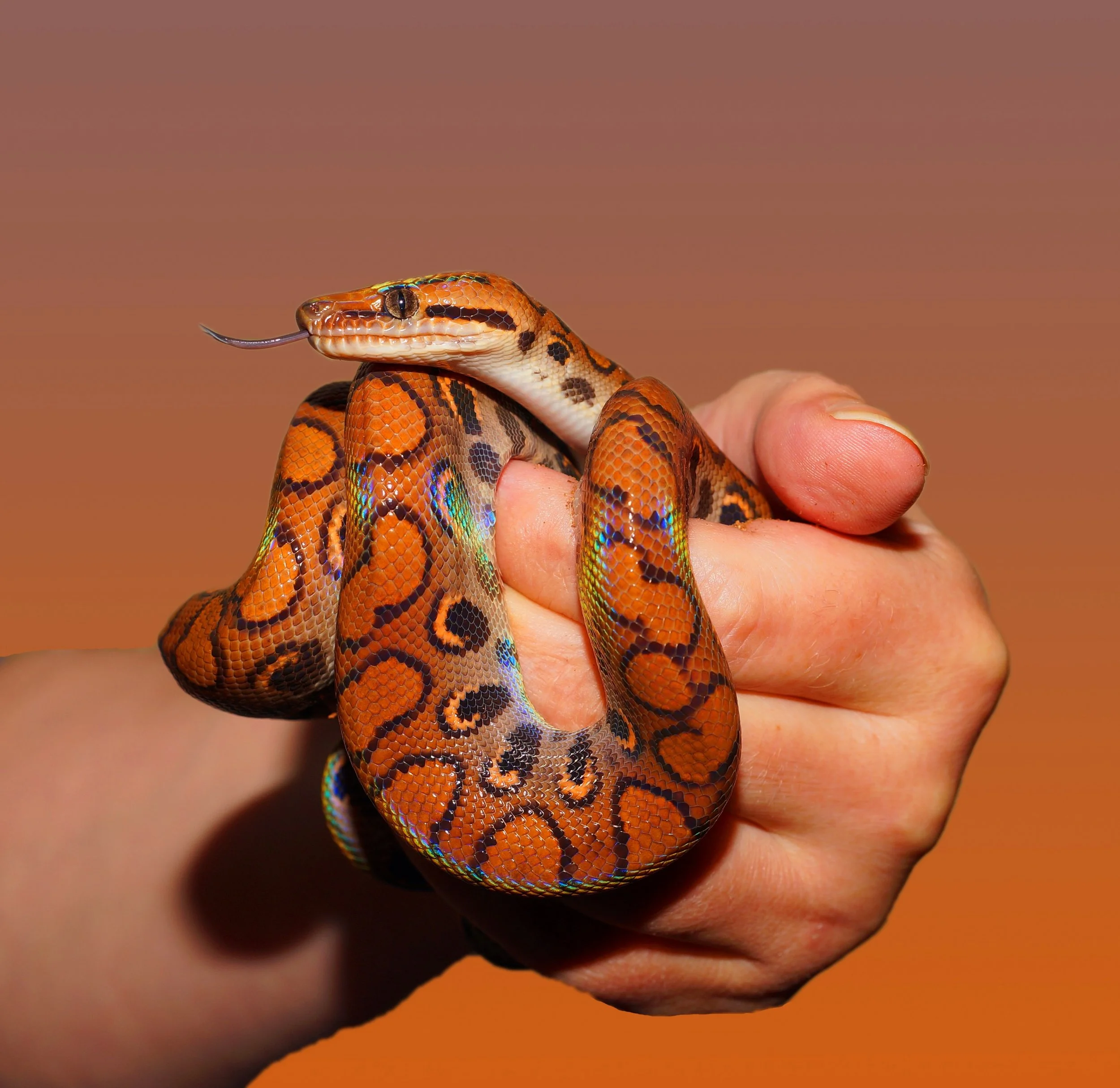Snakes on the Brain