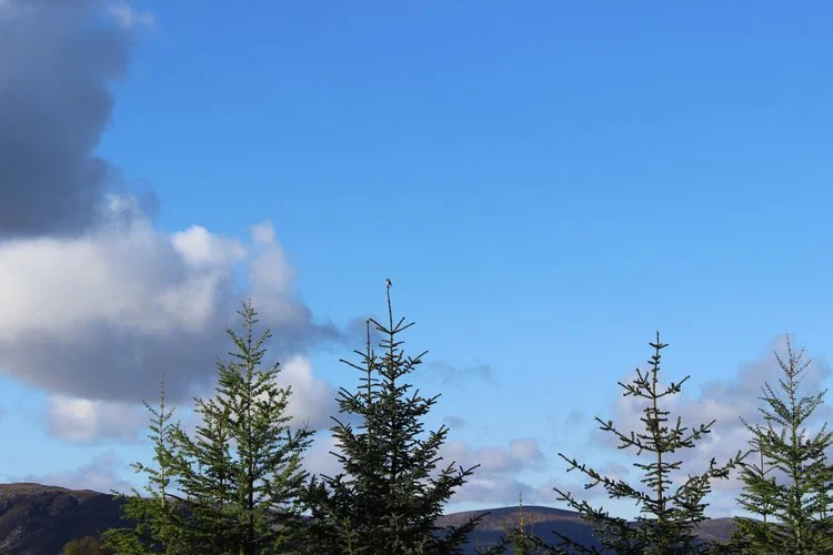 GOCAN-CONAISG - (LITTLE ATTENDANT OF THE WHIN) - WHINCHAT - CEILIDHICHE SAMHRAIDH - SUMMER VISITOR