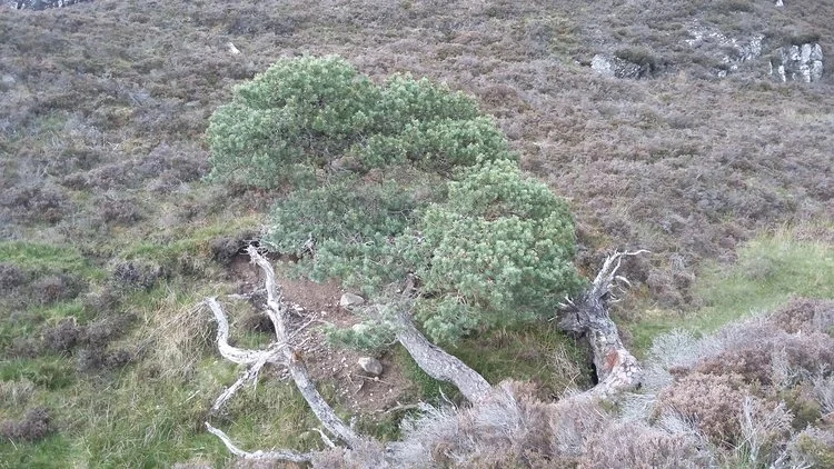 A PINE TREE THAT MAY HOLD GENETIC INFORMATION OF THE PINE TREES WHICH GREW HERE - THE PARENT OF A NEW FOREST?