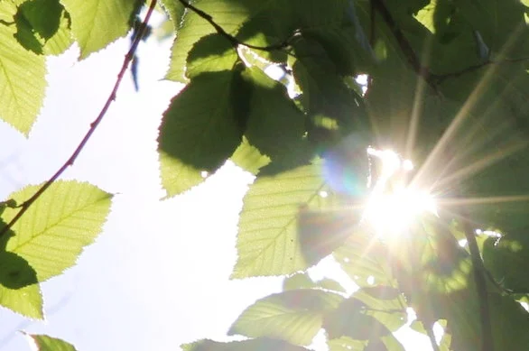 LA NATURE: UNE MÉDECINE INSPIRANTE 