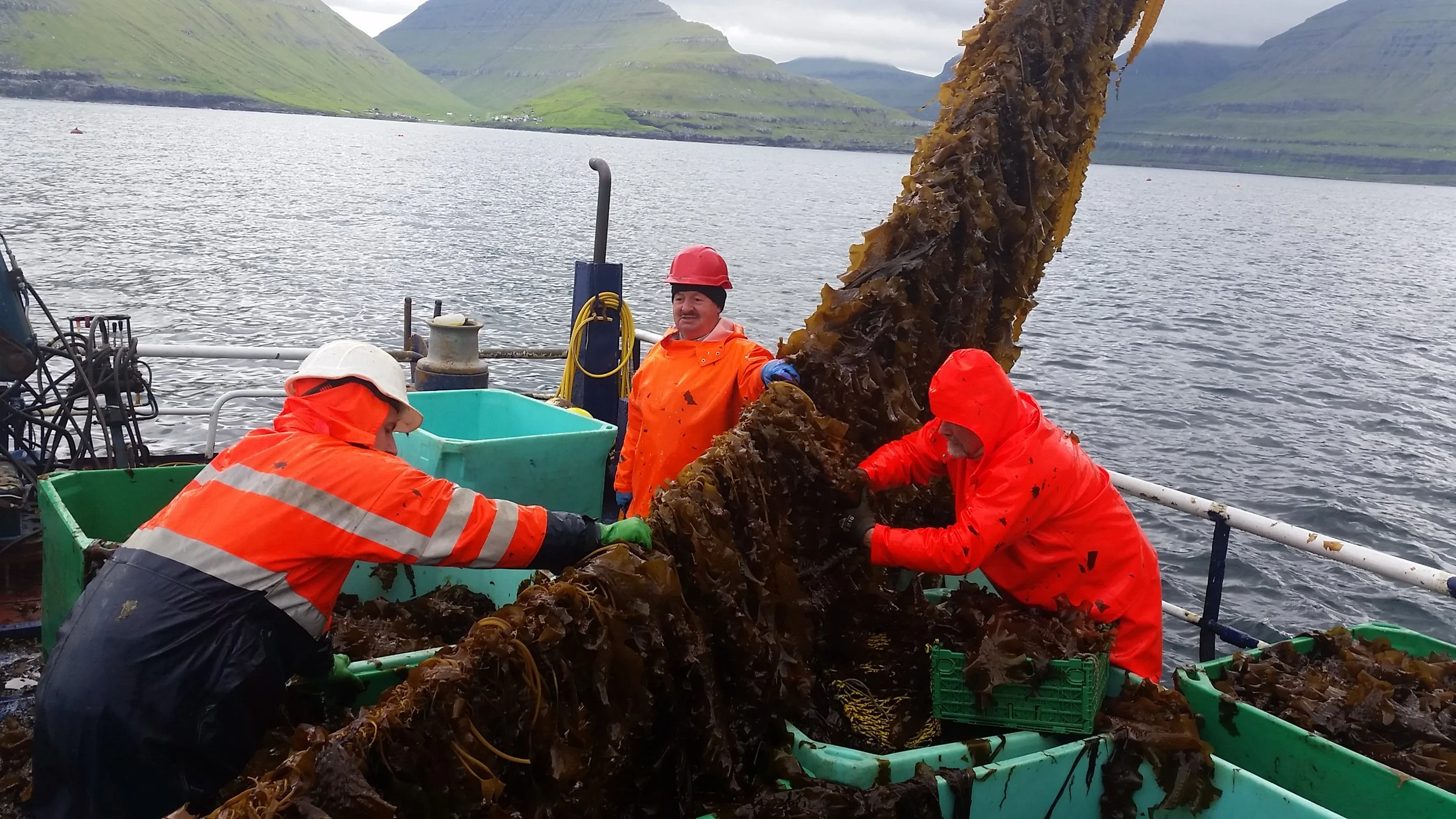 New research proves off-shore seaweed cultivation is possible