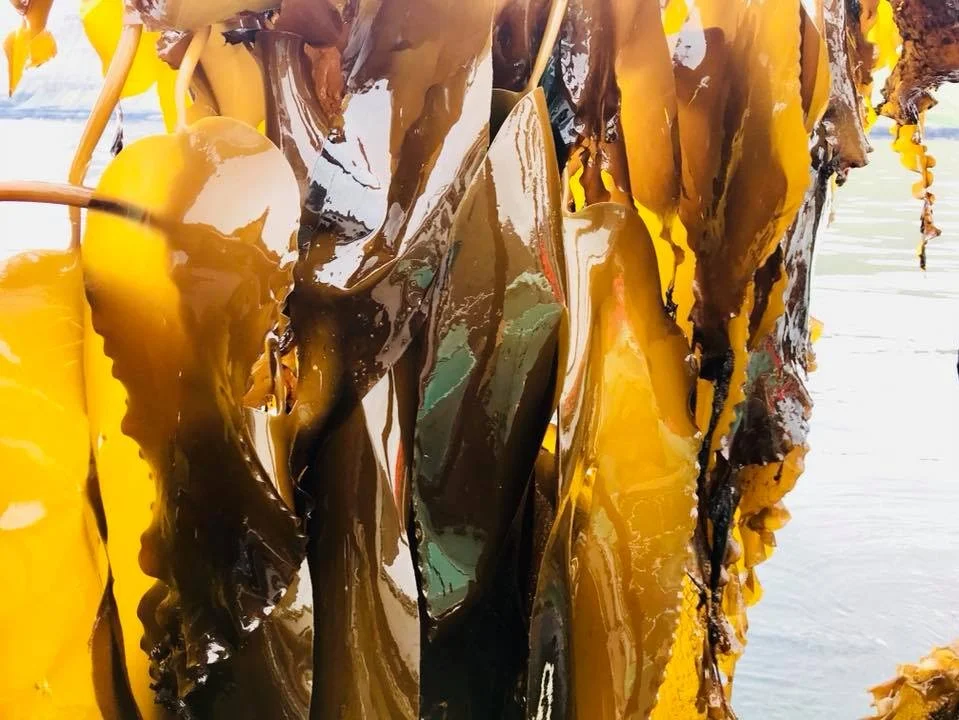 Seaweed_FB3.jpg