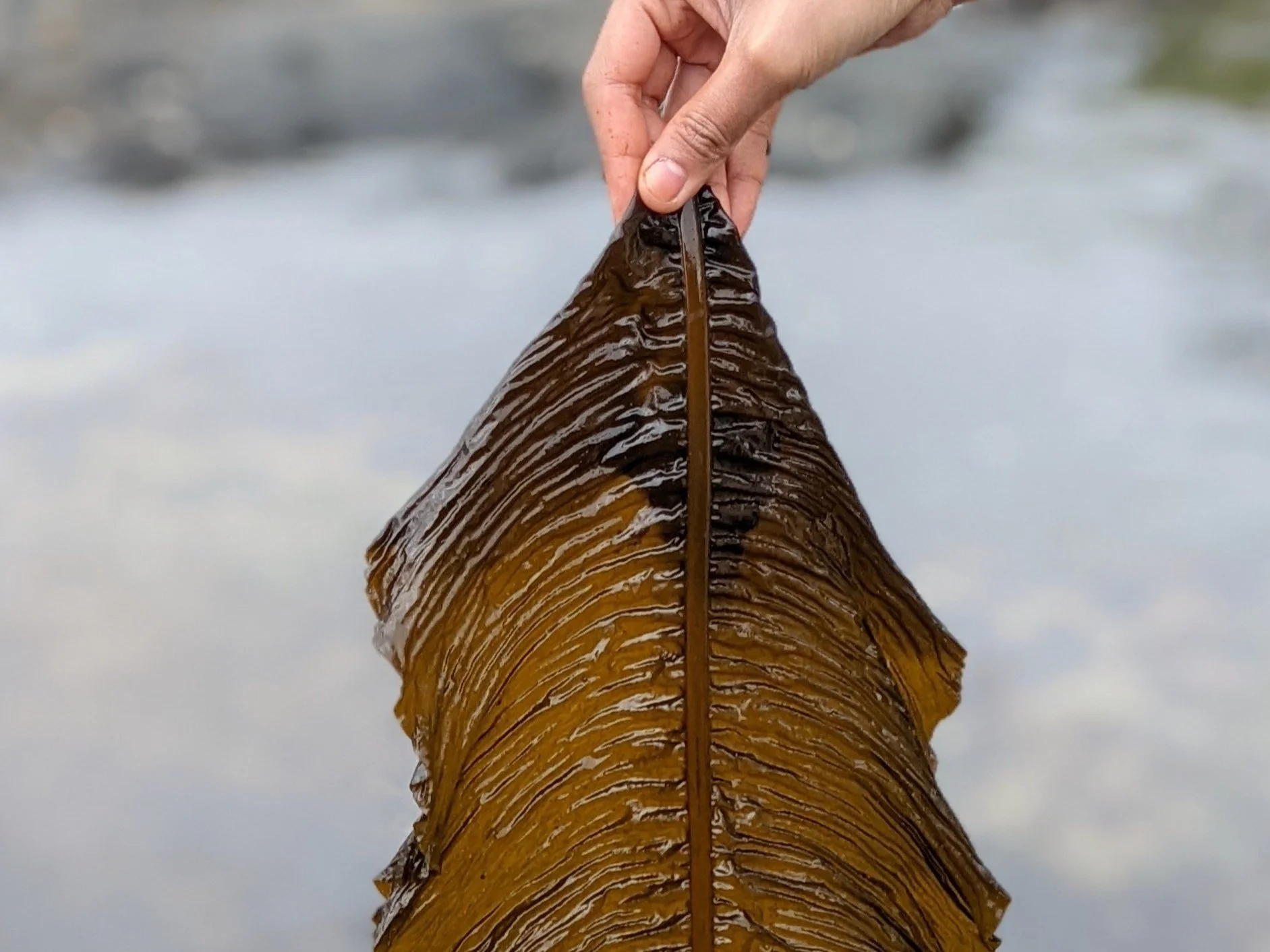 Color Alaria Facts about A. esculenta — Ocean Rainforest