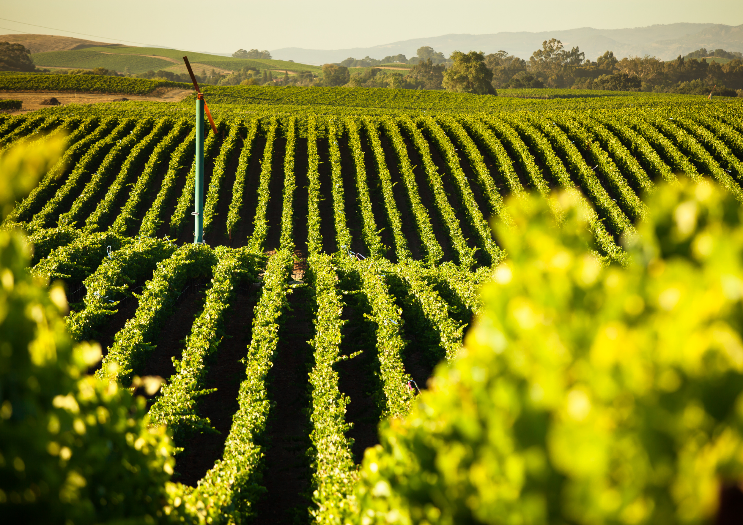 Grape Field, California.png