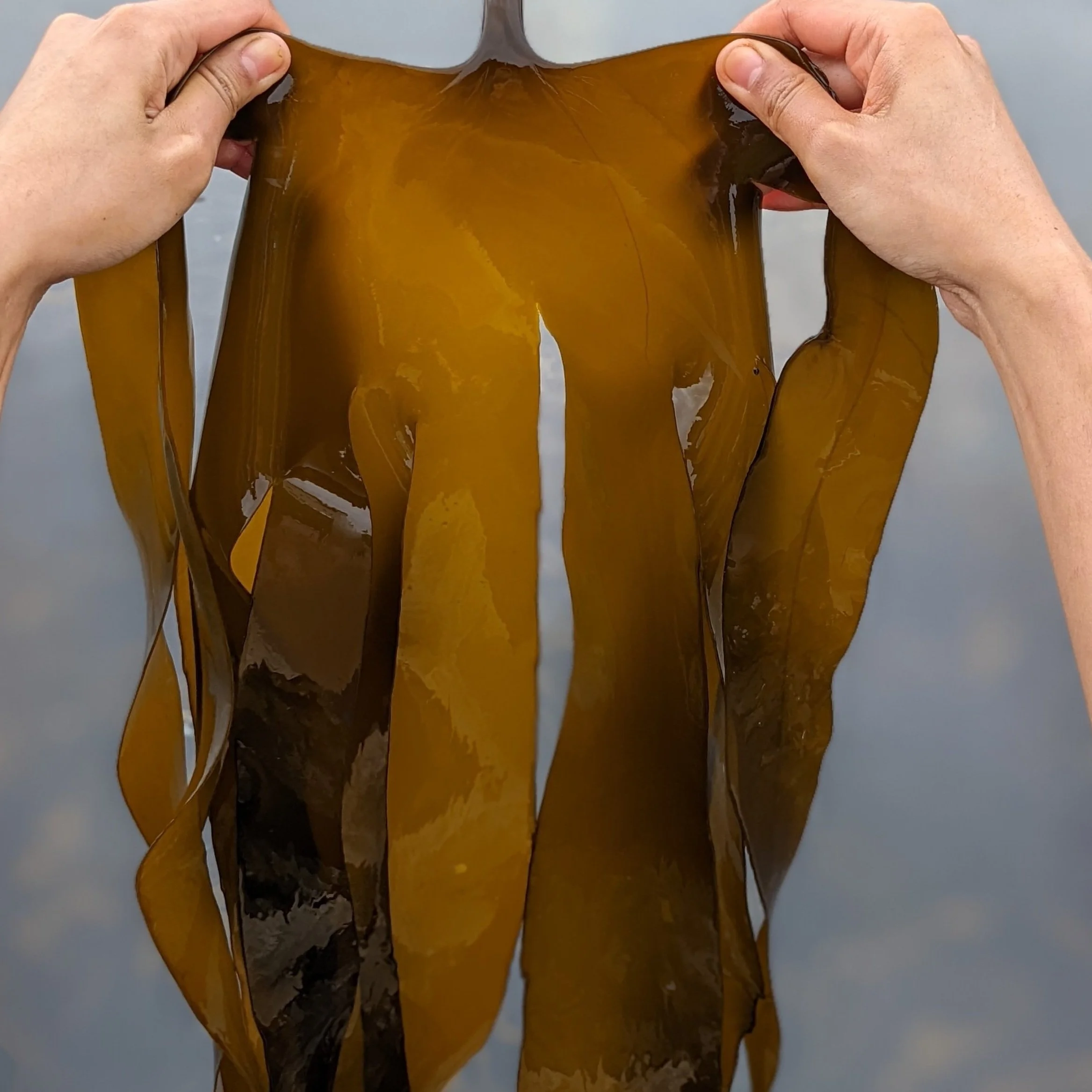 Laminara digitata — Ocean Rainforest