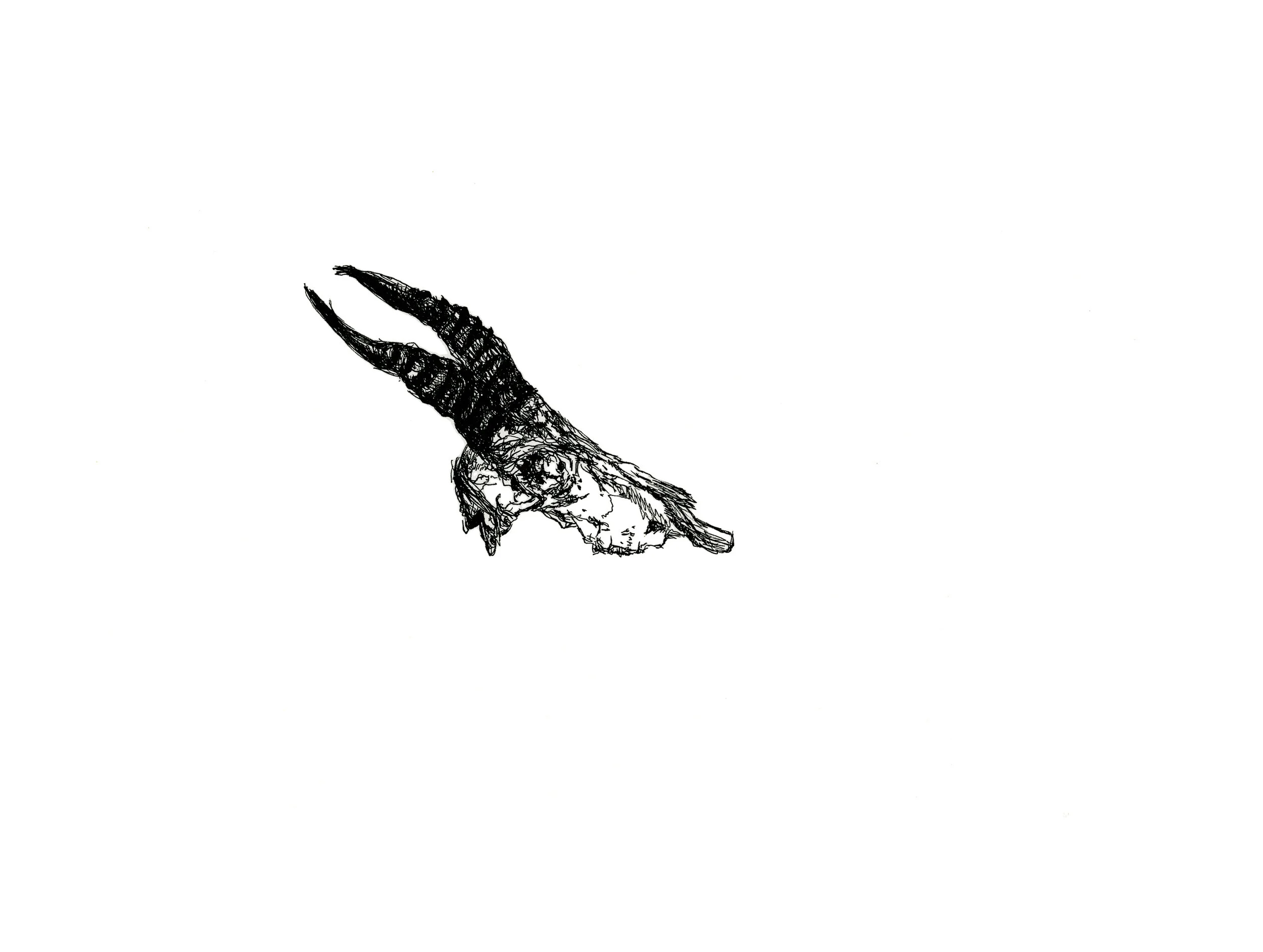 Damaliscus pygargus pygargus (2018)