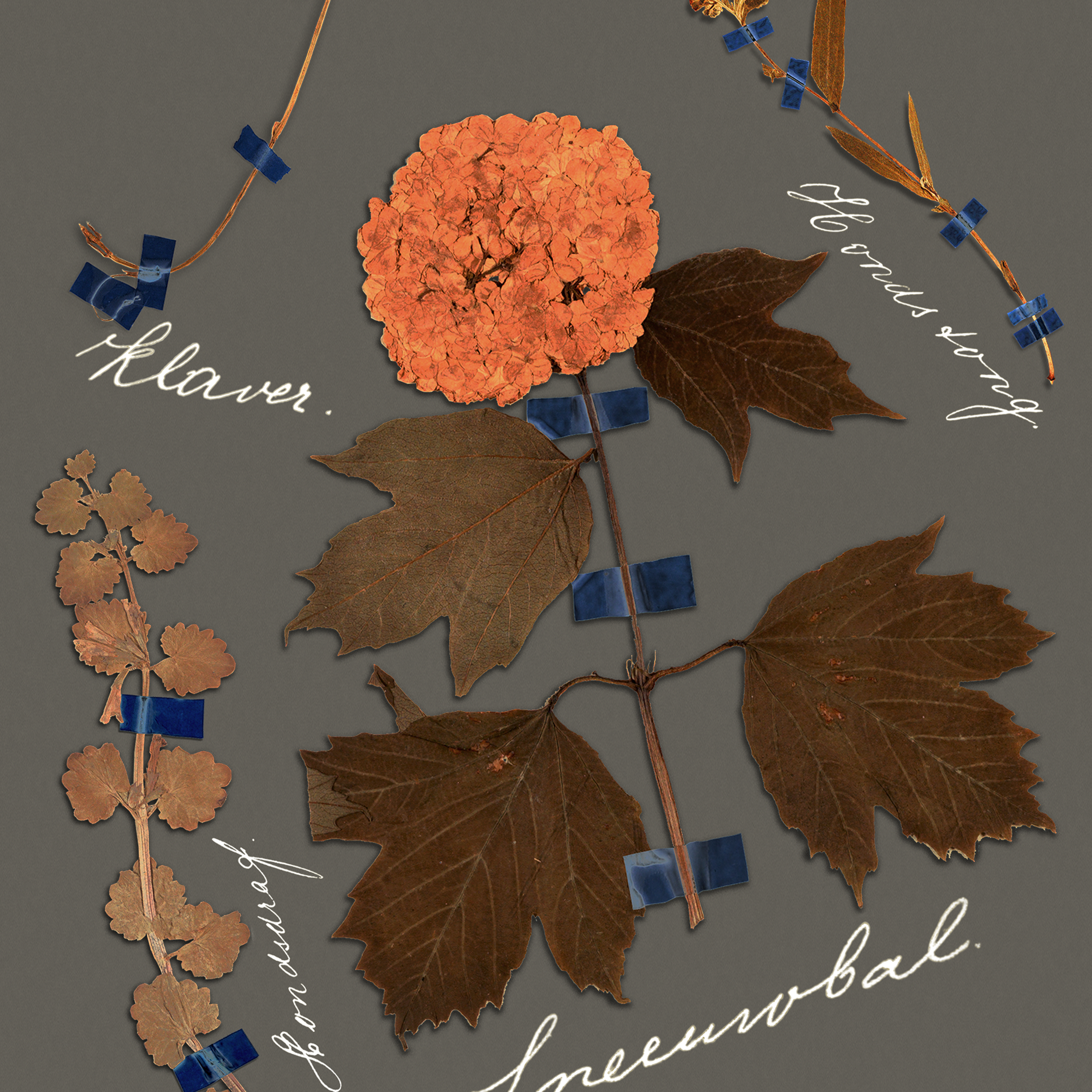 Botanicals - Graphite