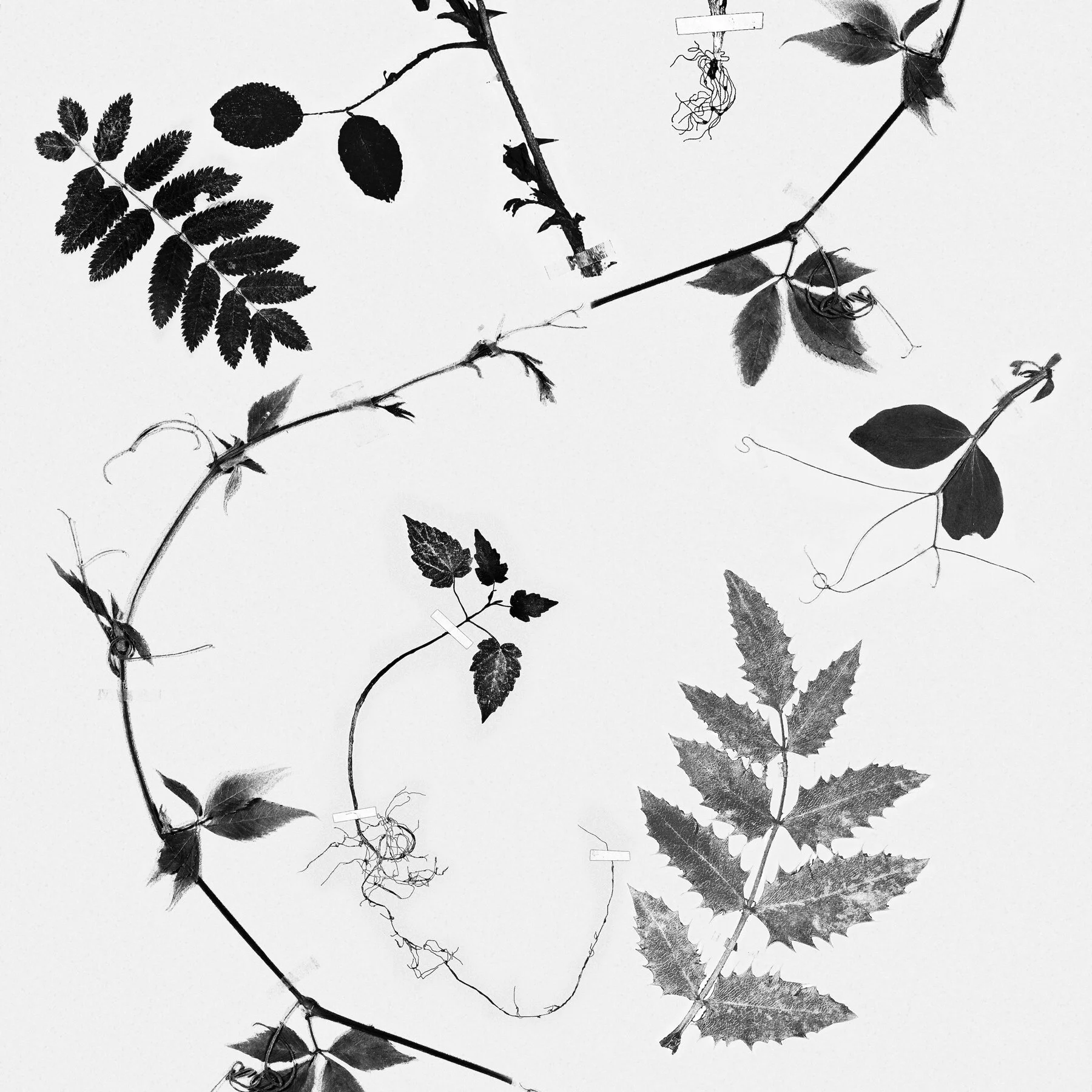 Wallpaper Samples (DG)