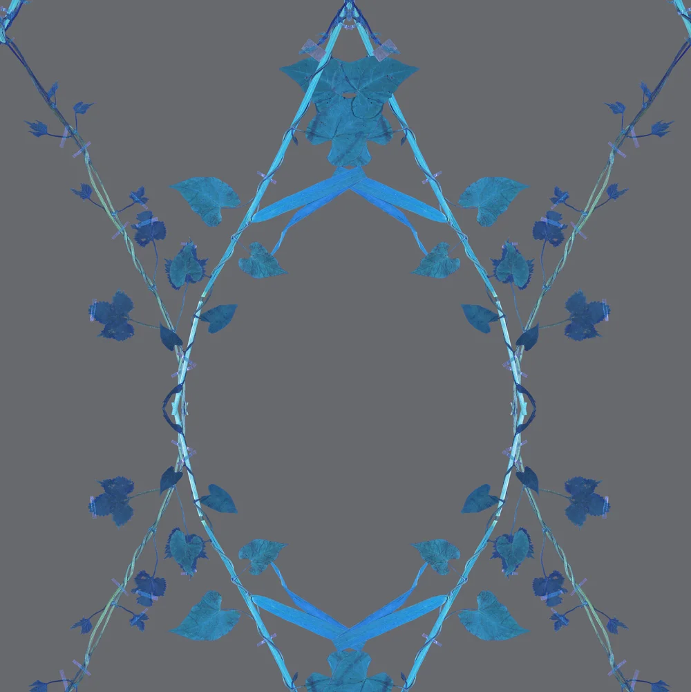 Morning Glory Wallpaper — Studio DeSimoneWayland | Unique Art