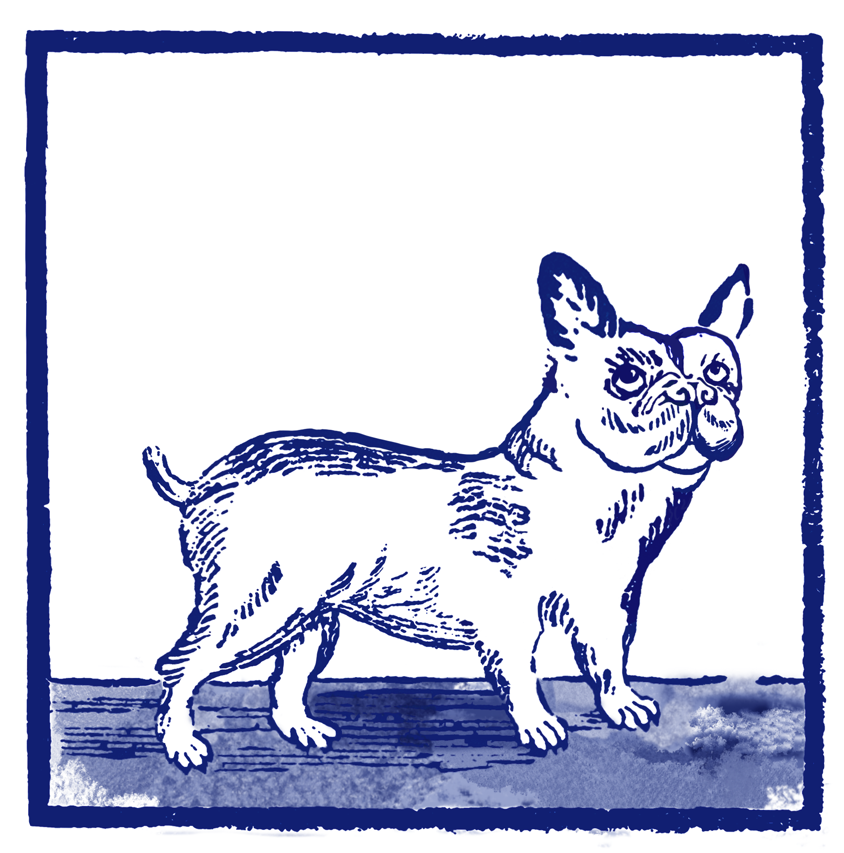 FrenchBulldogPillow.png