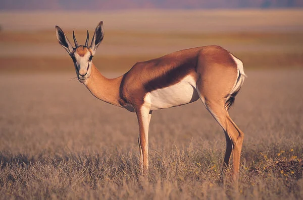 SpringBok