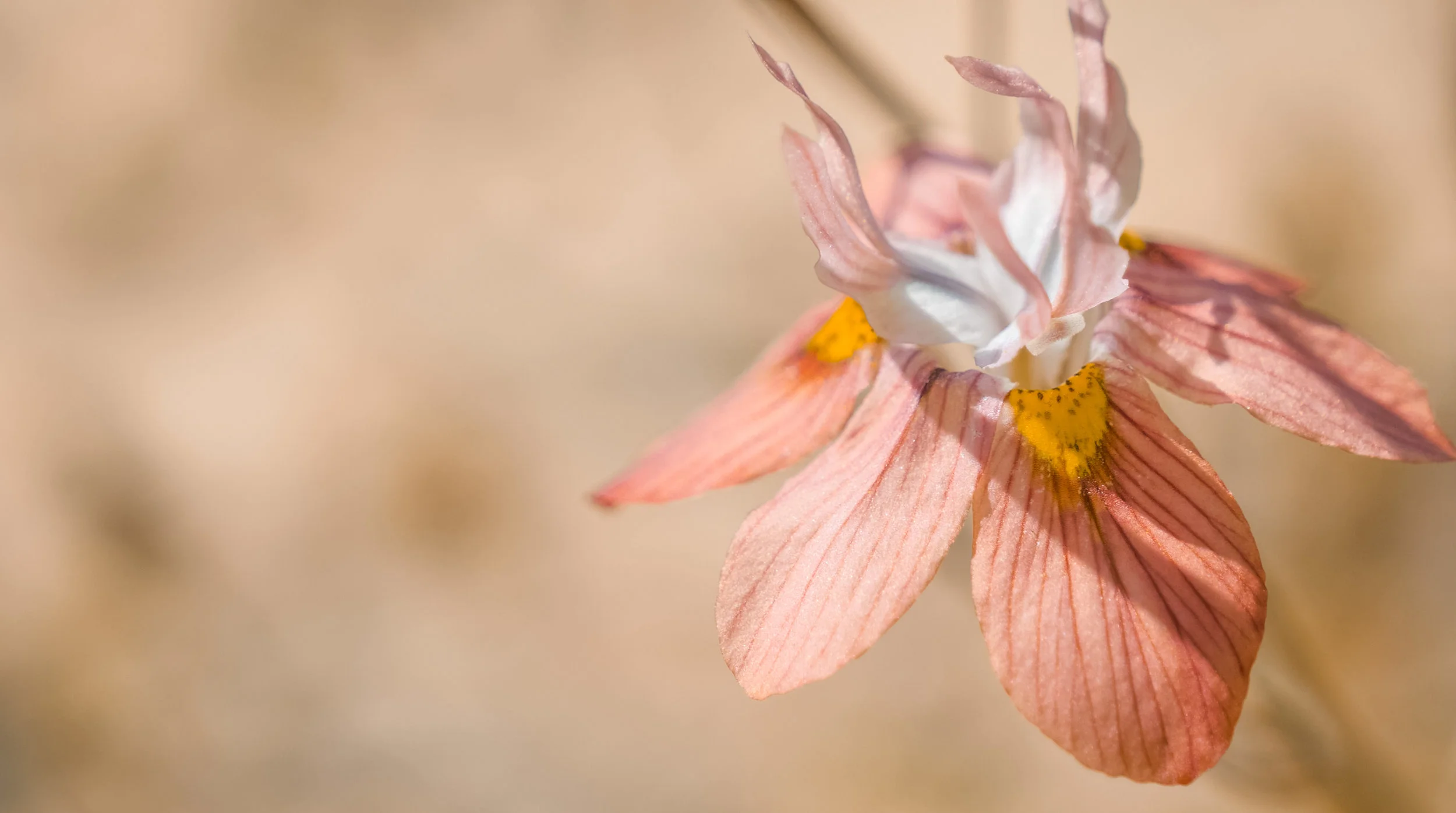 MORAEA TRICOLOR