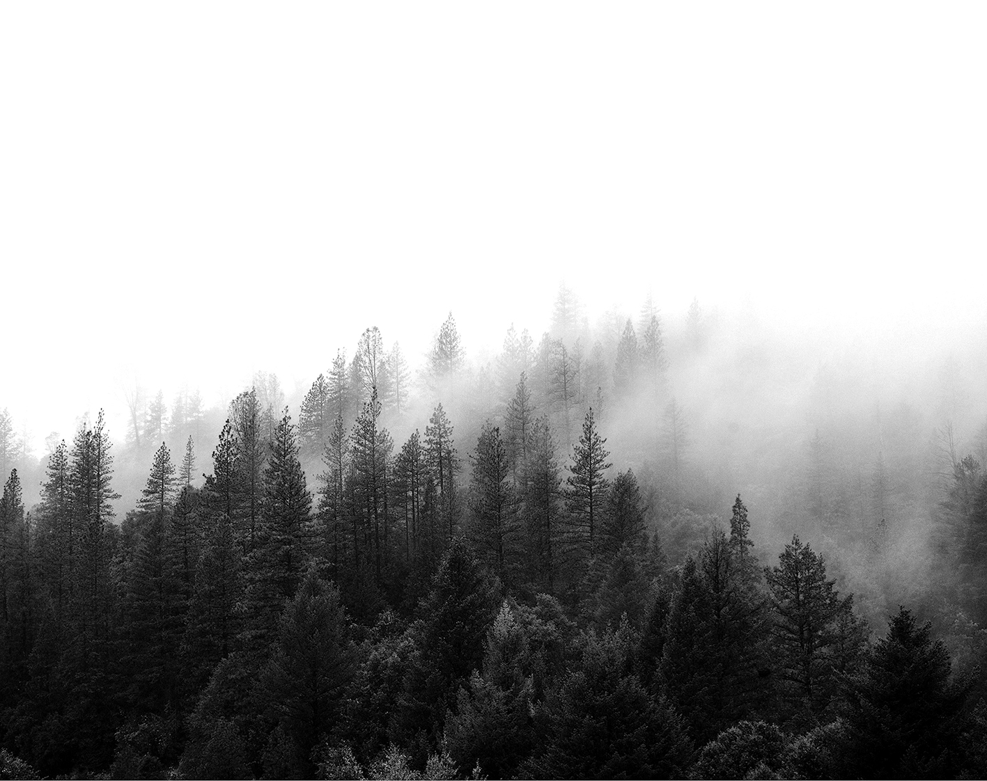 forest.jpg