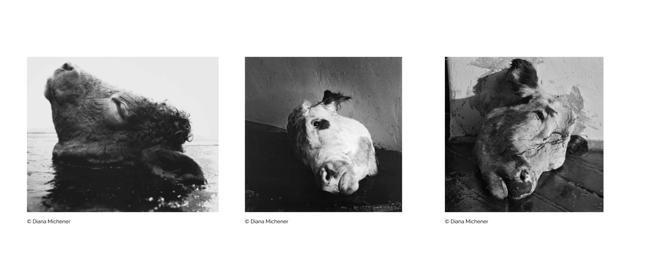 Diana Michener cow heads