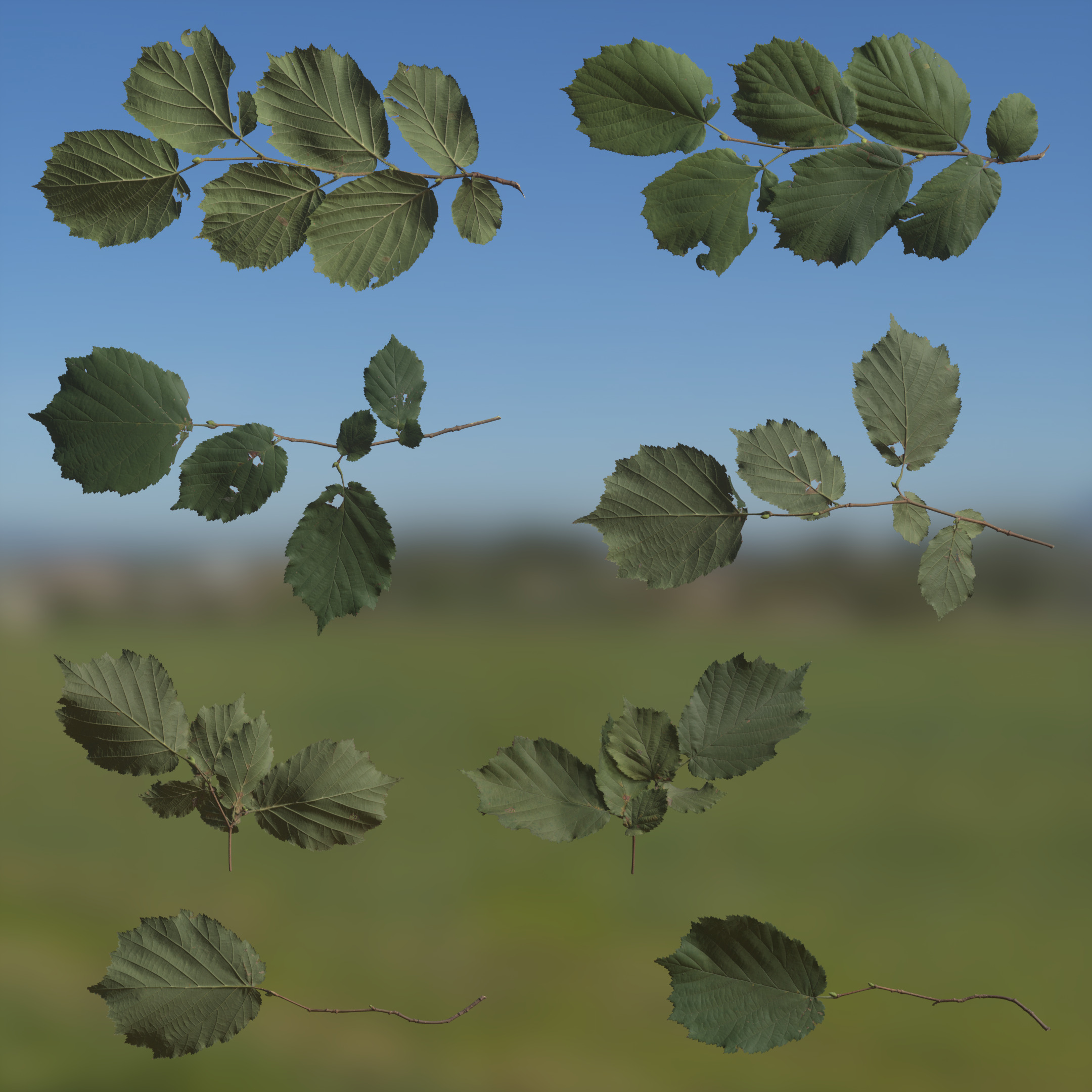 TexturesCom_3D_Scanned_Alder_Tree_Leaves_Atlas_03_header4.jpg