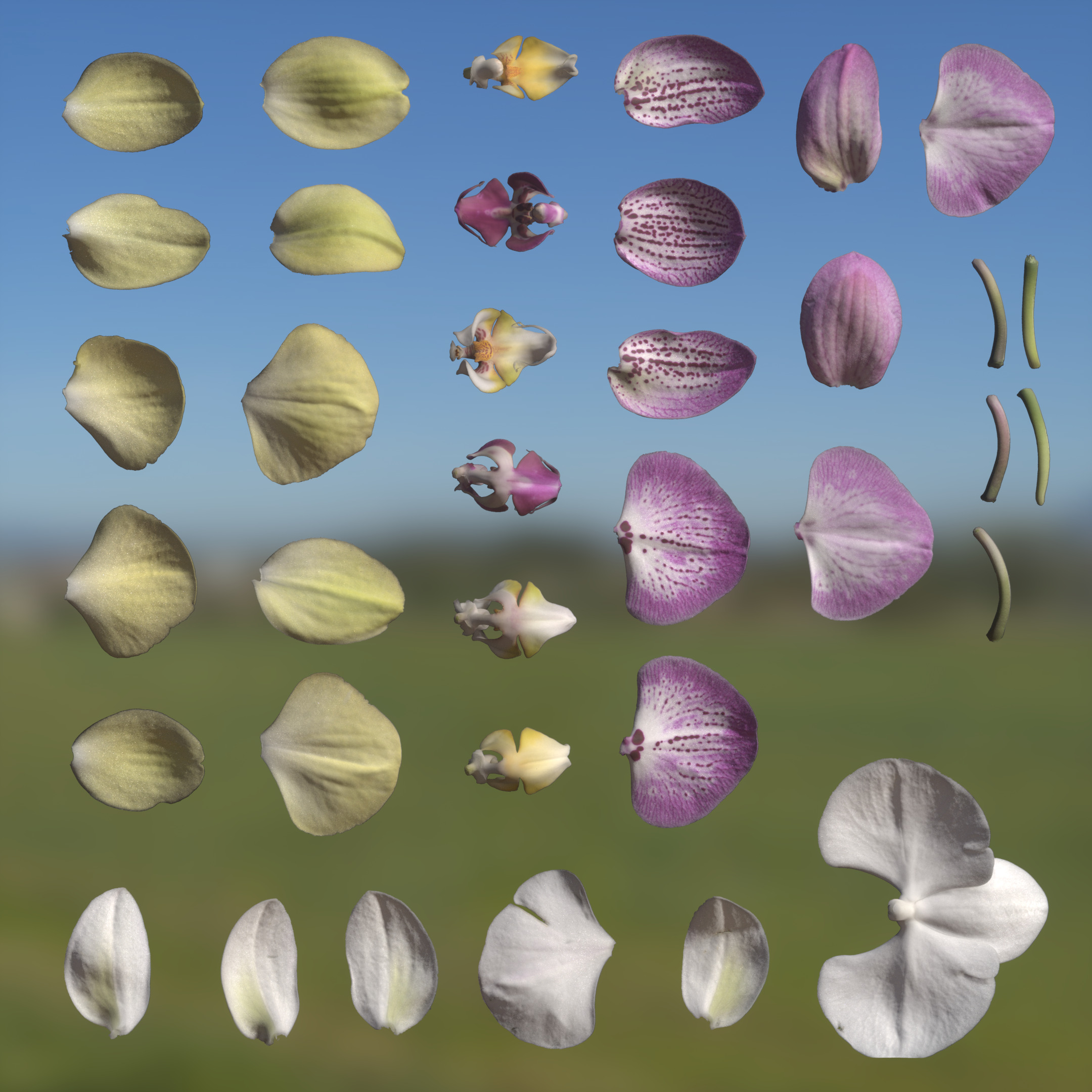 TexturesCom_Orchis_header4.jpg