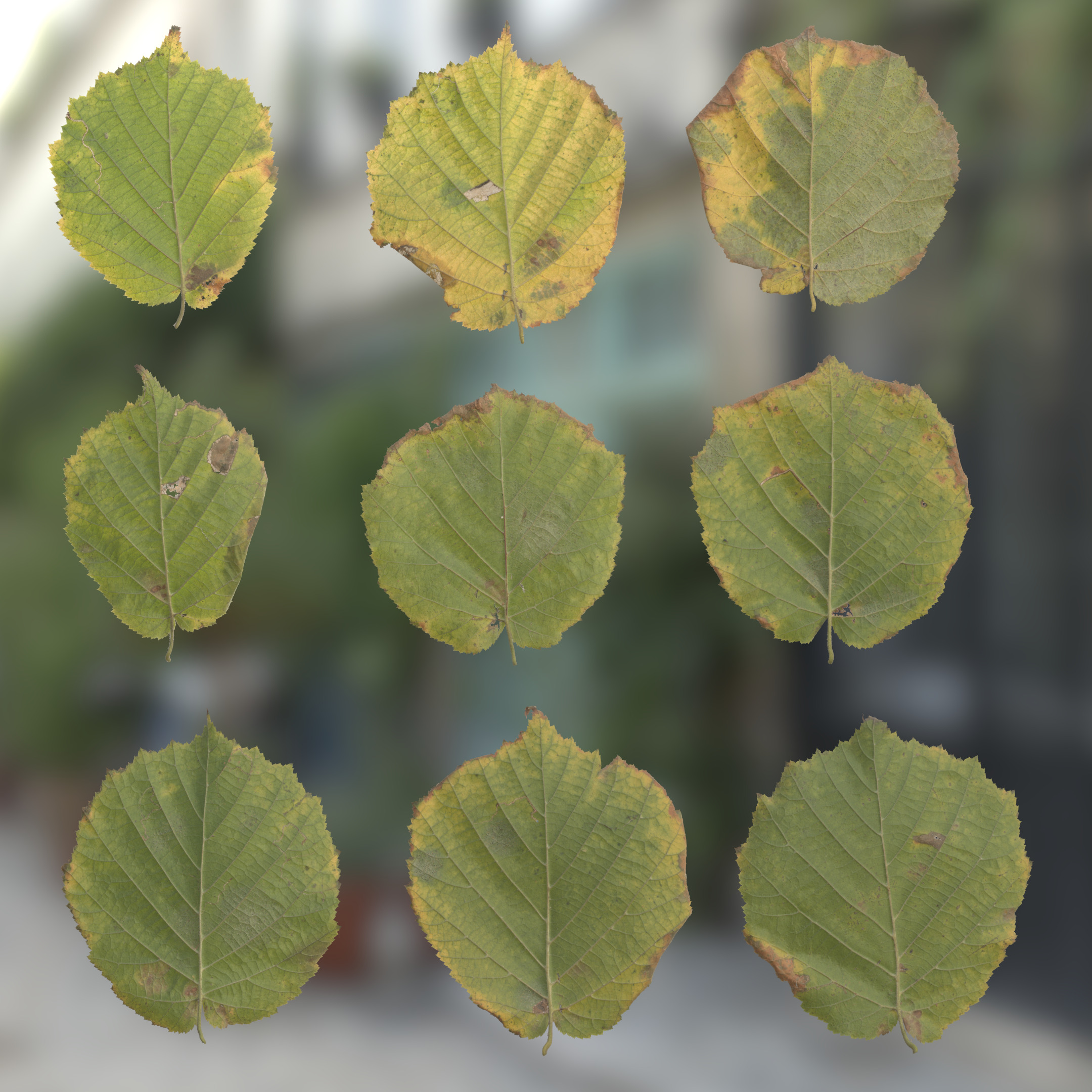 TexturesCom_Alder_Leaves_header.jpg