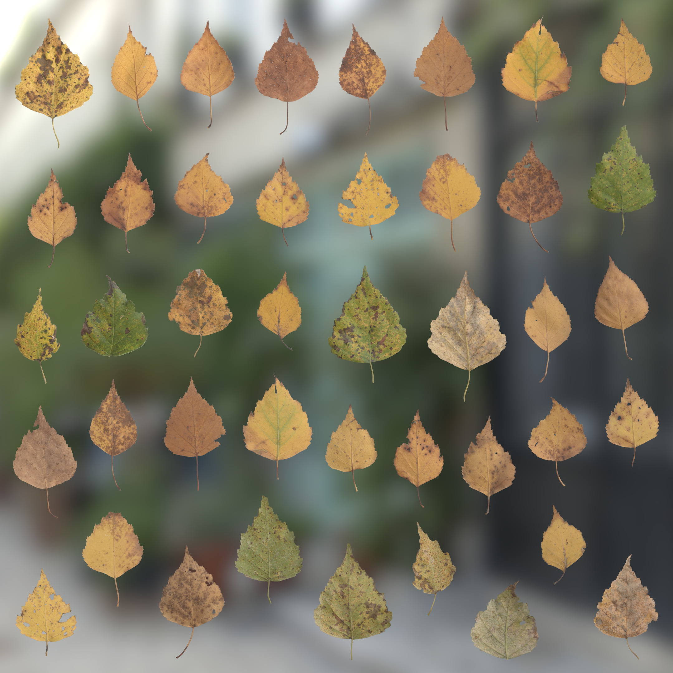 TexturesCom_Birch_Leaves_header.jpg