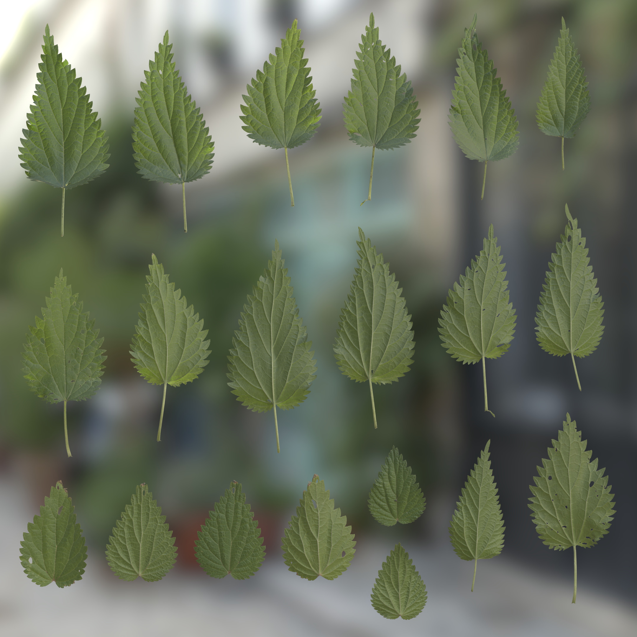 TexturesCom_Nettle_header(2).jpg