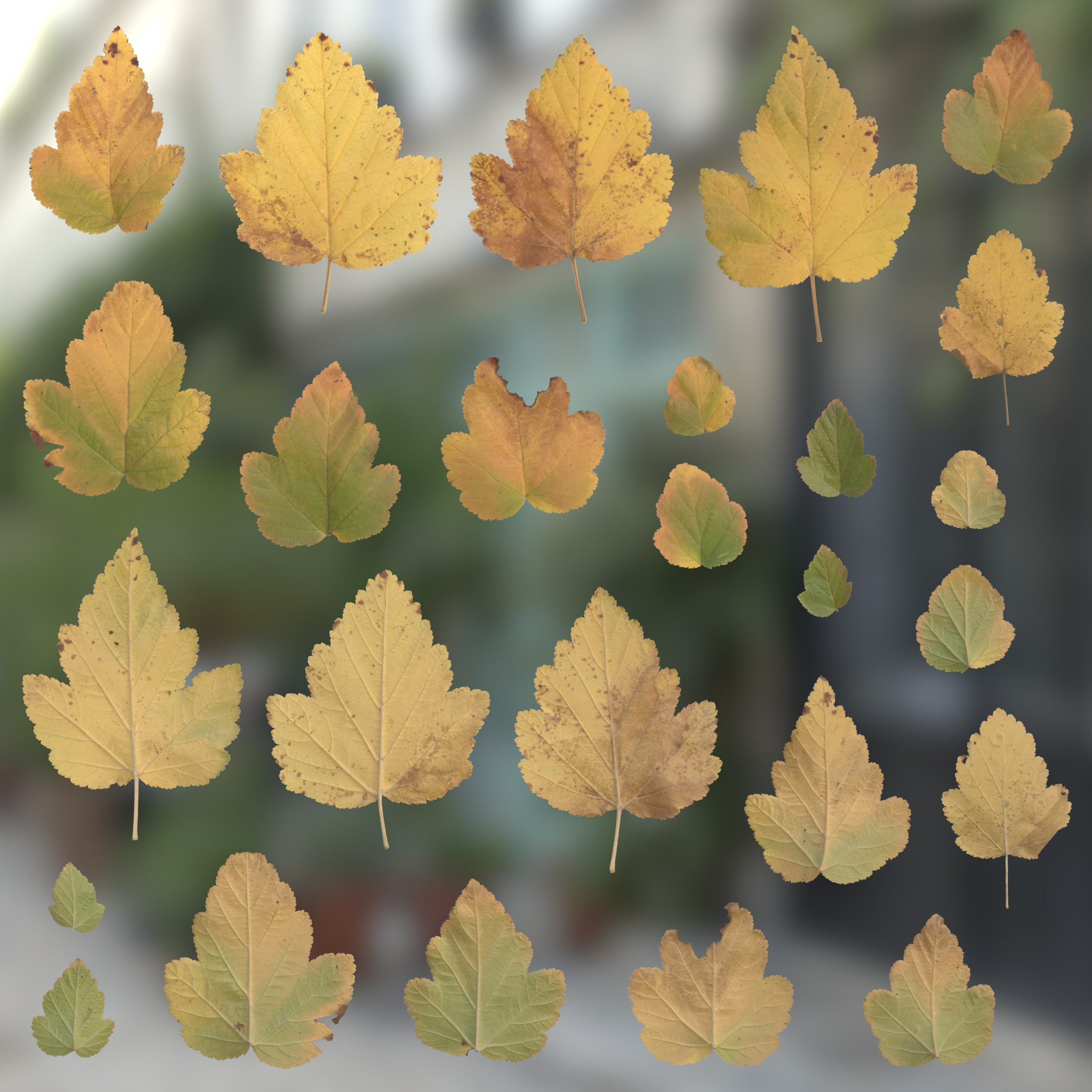 TexturesCom_Viburnum_Leaves_header.jpg