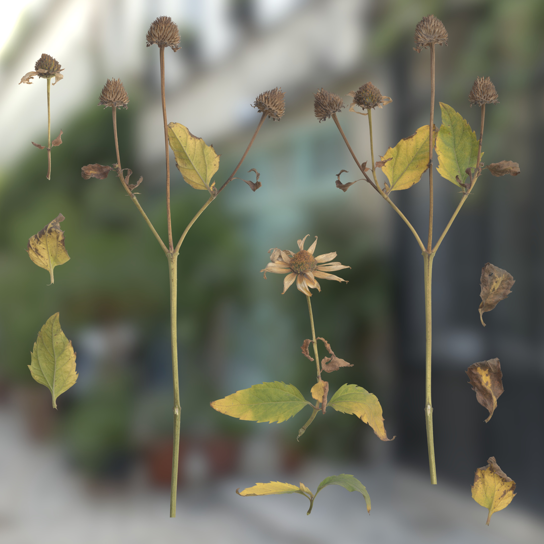 TexturesCom_Pyrethrum_header(2).jpg