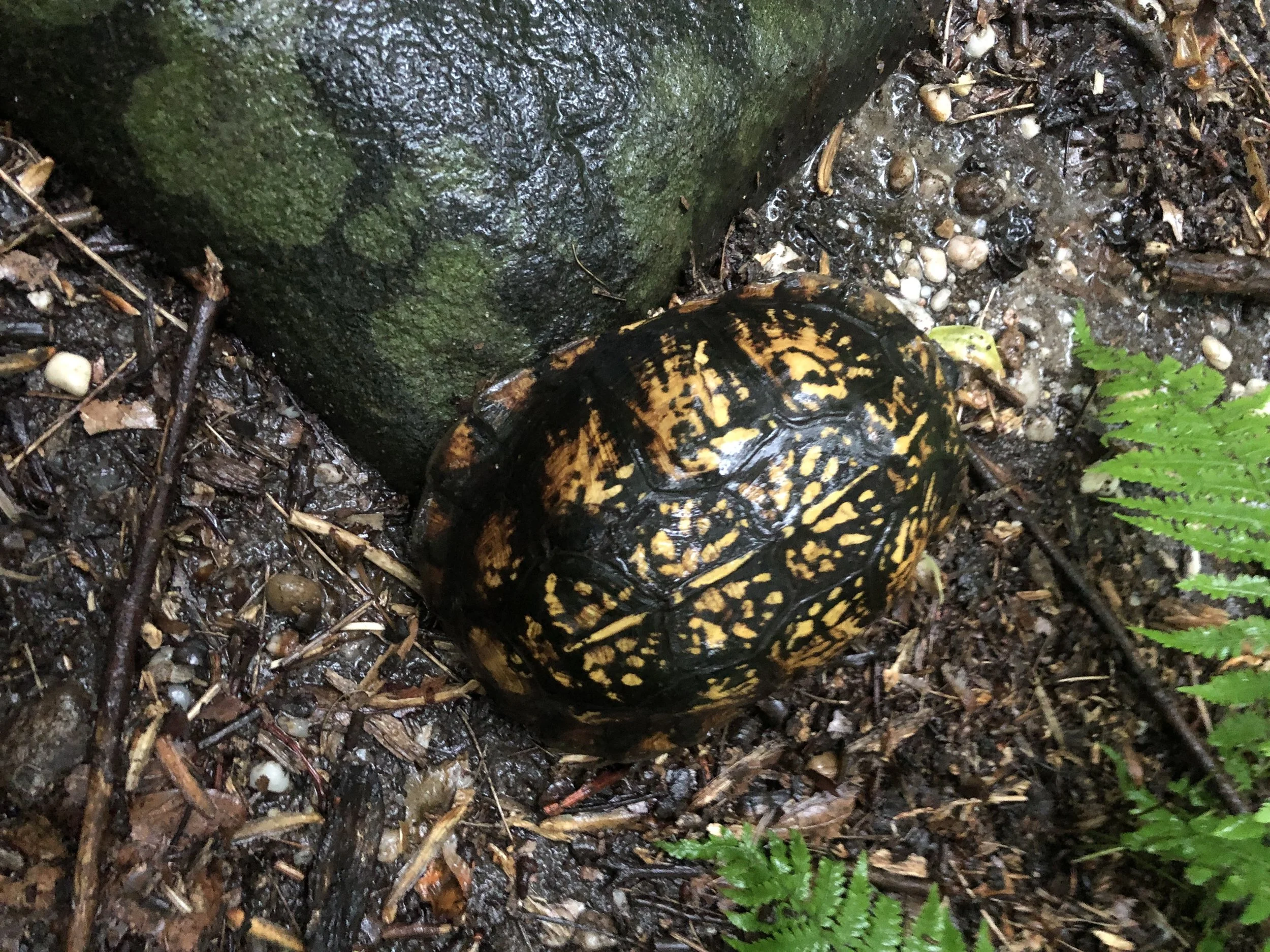 Box turtle 