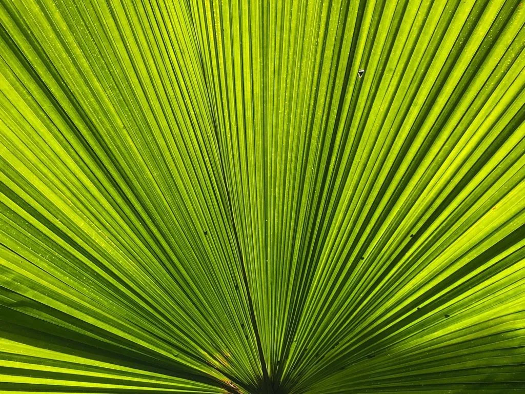 Pepe López Documents the Beauty of the Trees in Caracas, Venezuela