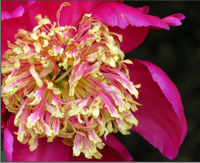 Paula McDonagh Photo 3.JPG