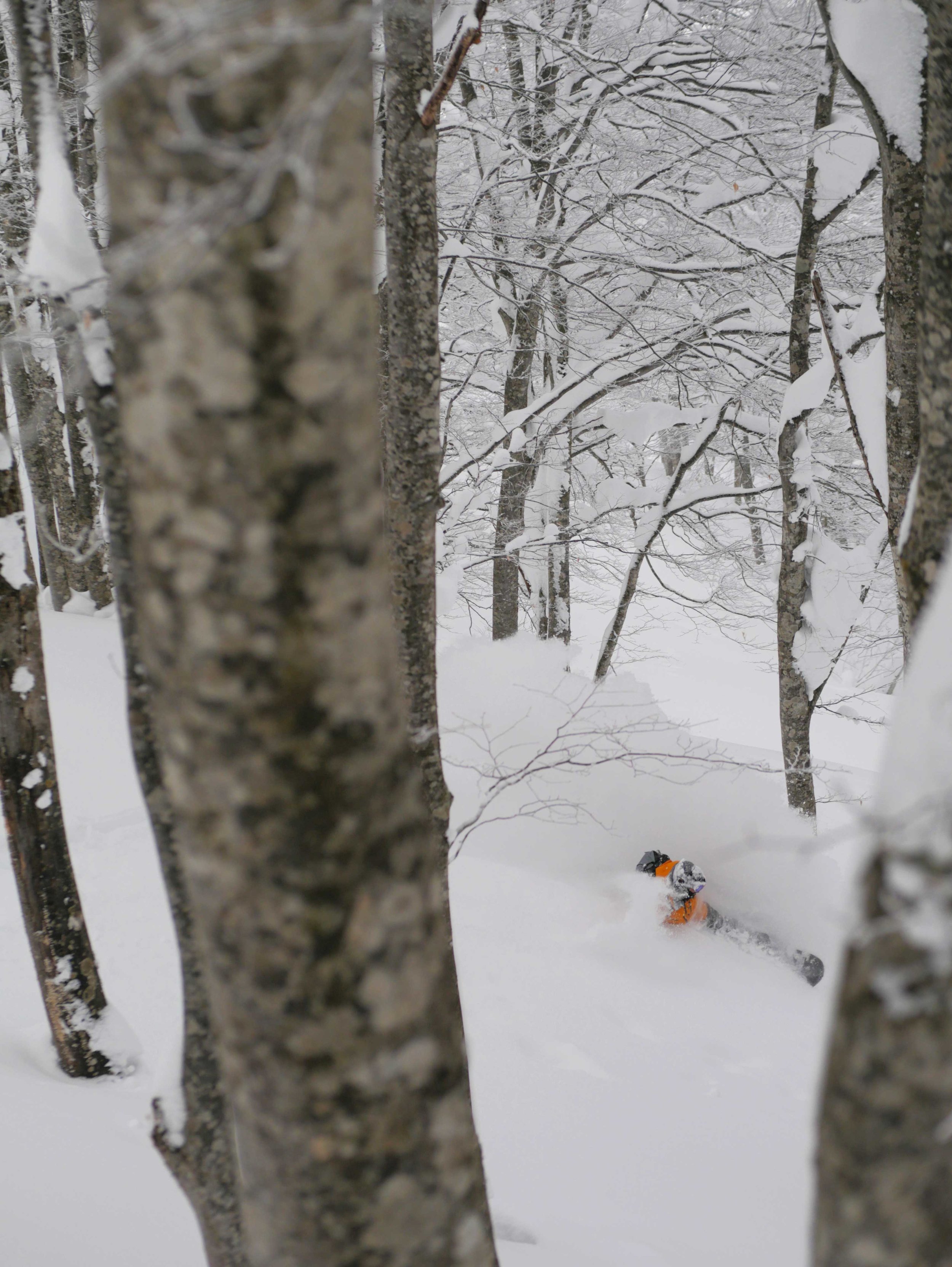 How_To_Ride_Trees_18.jpg