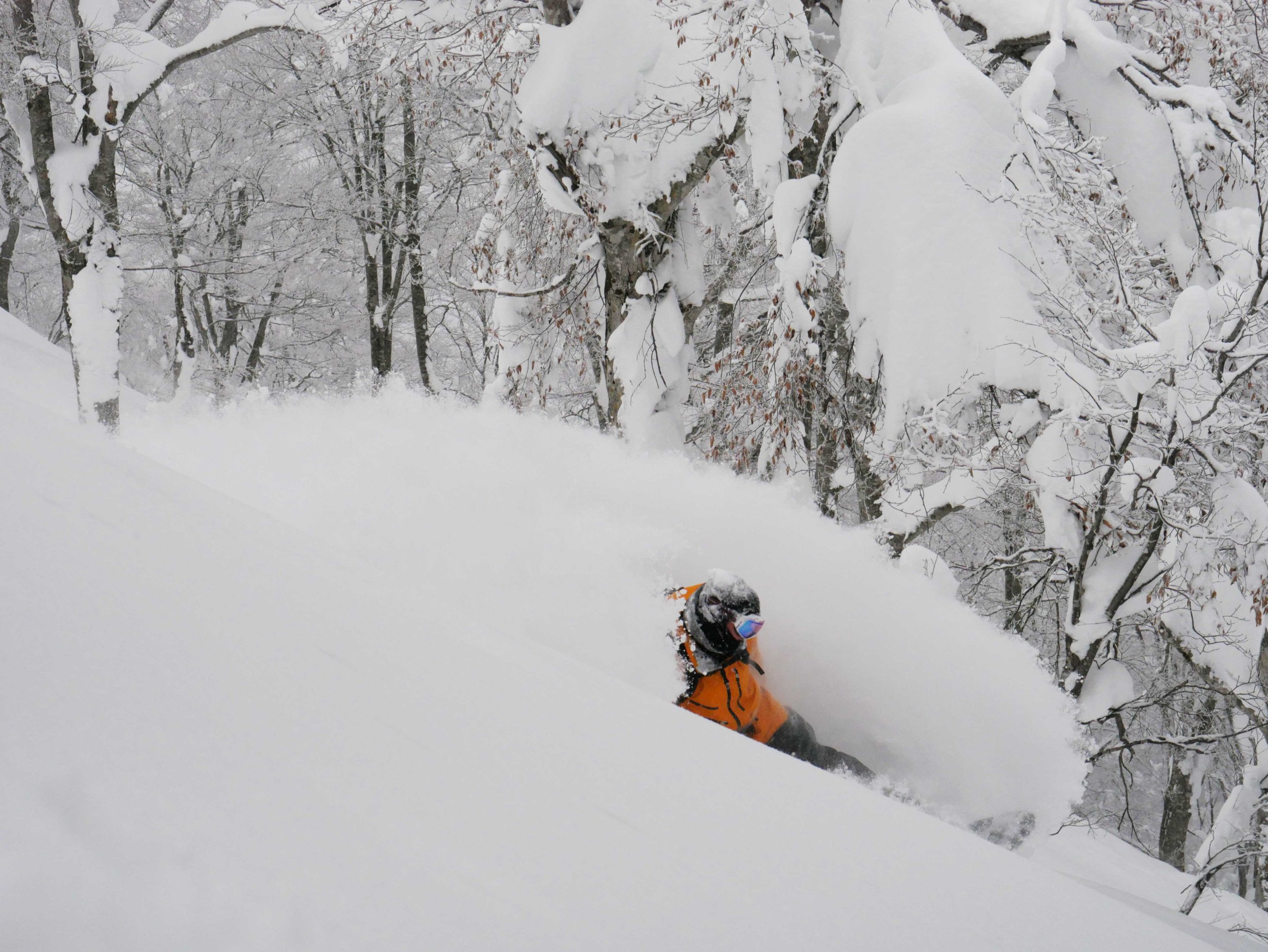 How_To_Ride_Trees_19.jpg